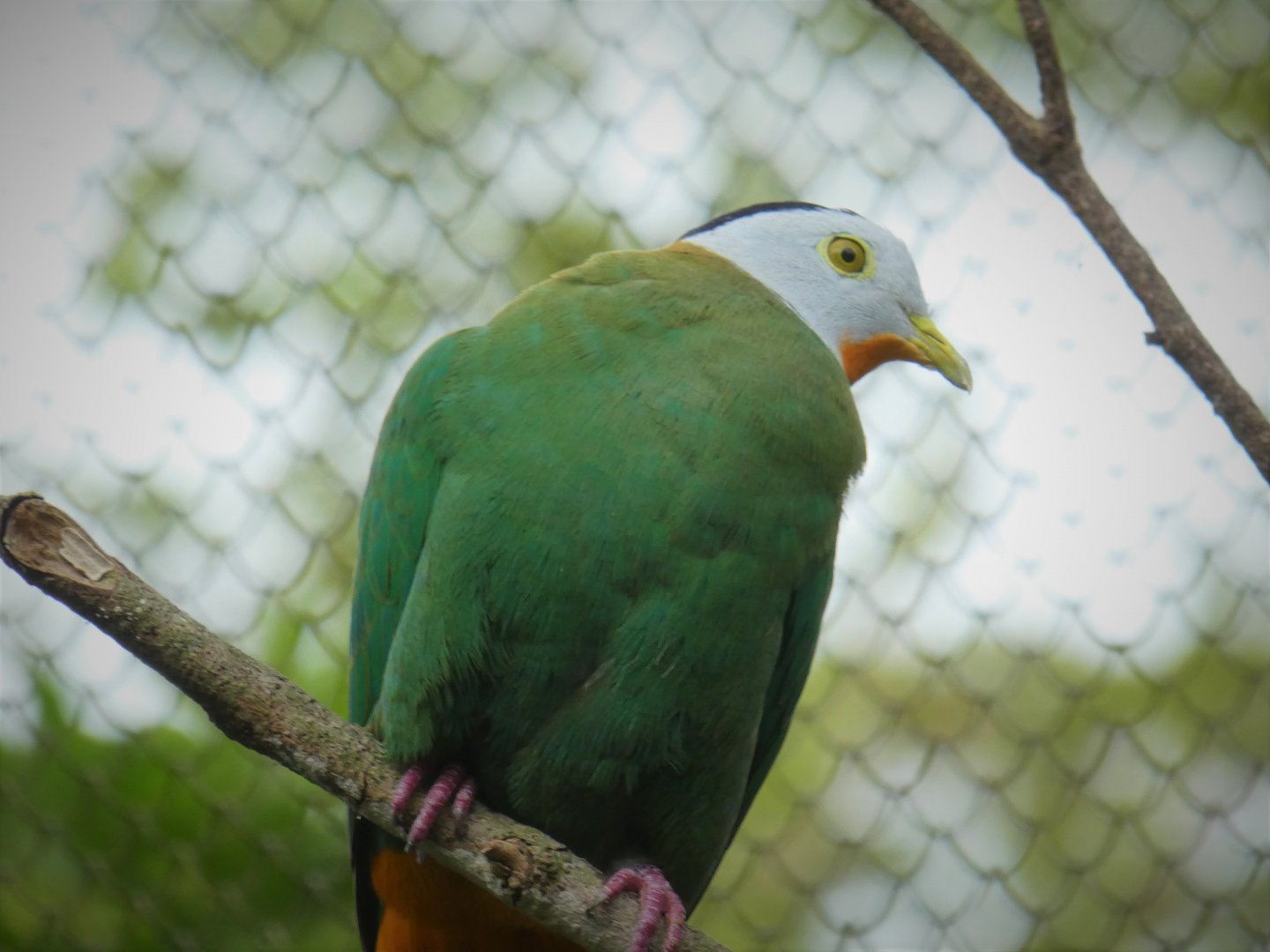 Asia - Wings of Asia - Black-naped Fruit Dove