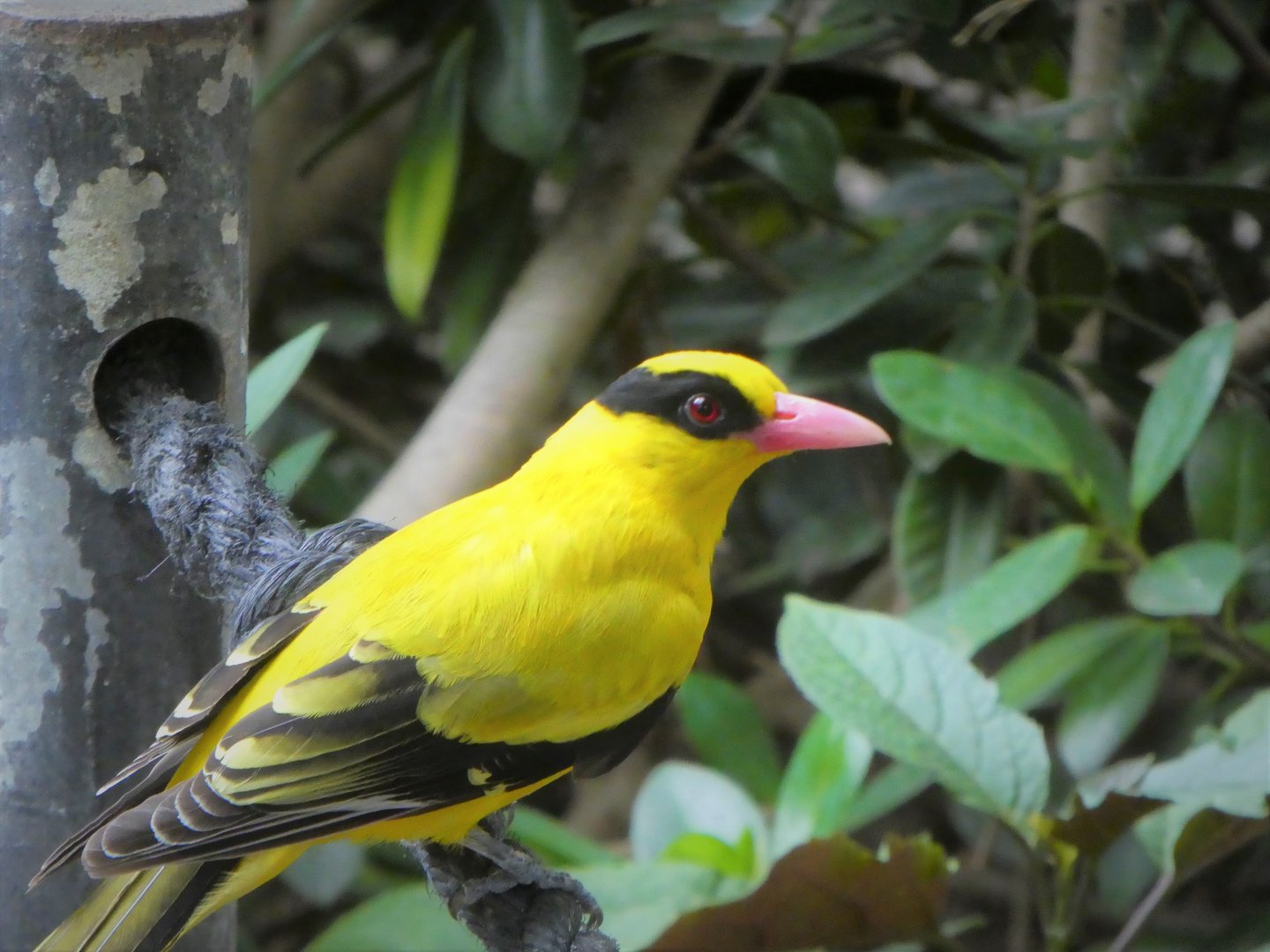 Asia - Wings of Asia - Black-naped Oriole