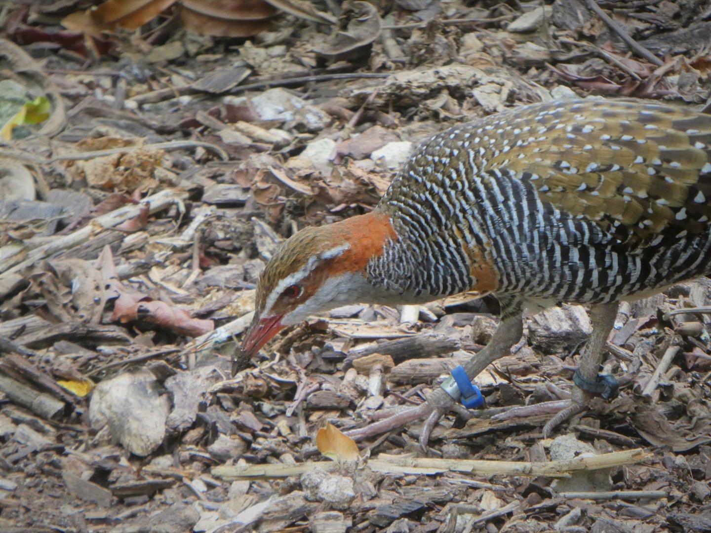 Asia - Wings of Asia - Buff-banded Rail