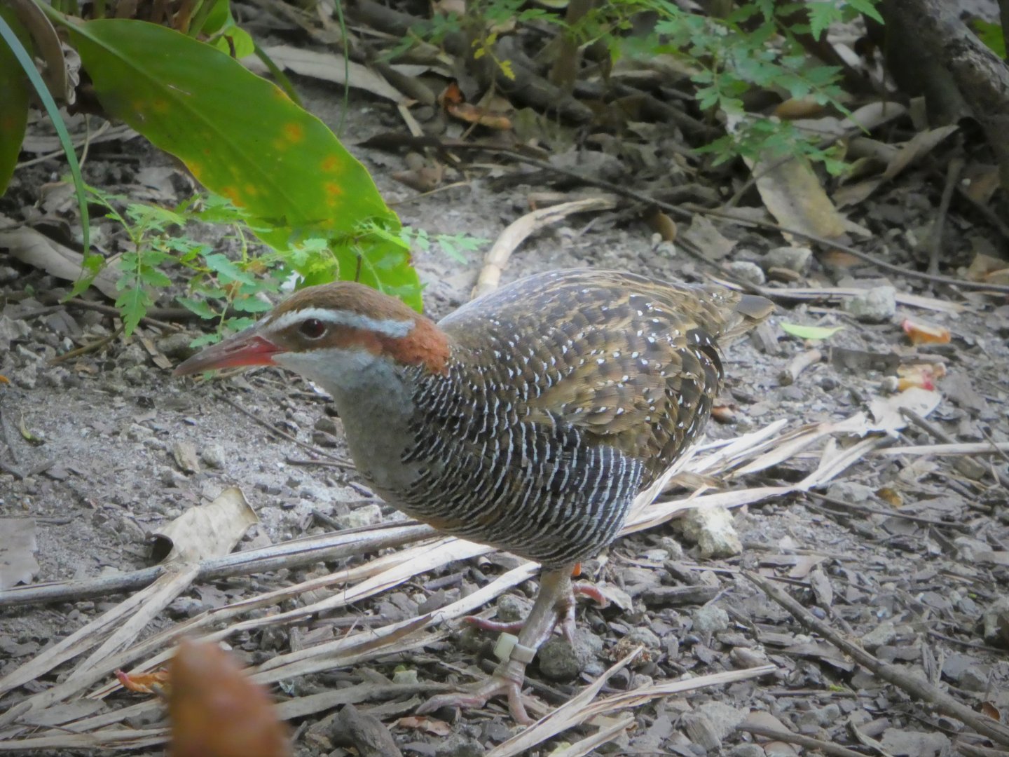 Asia - Wings of Asia - Buff-banded Rail
