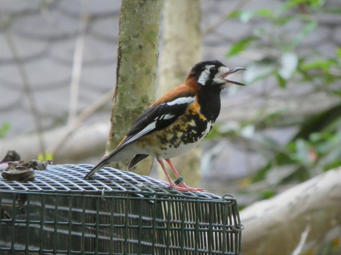 Asia - Wings of Asia - Chestnut-backed Thrush