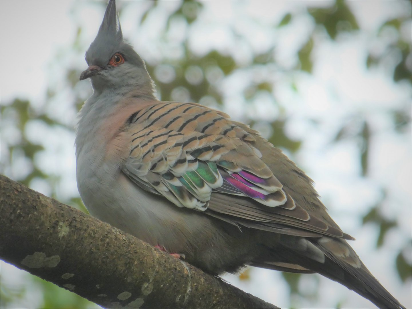 Asia - Wings of Asia - Crested Pigeon
