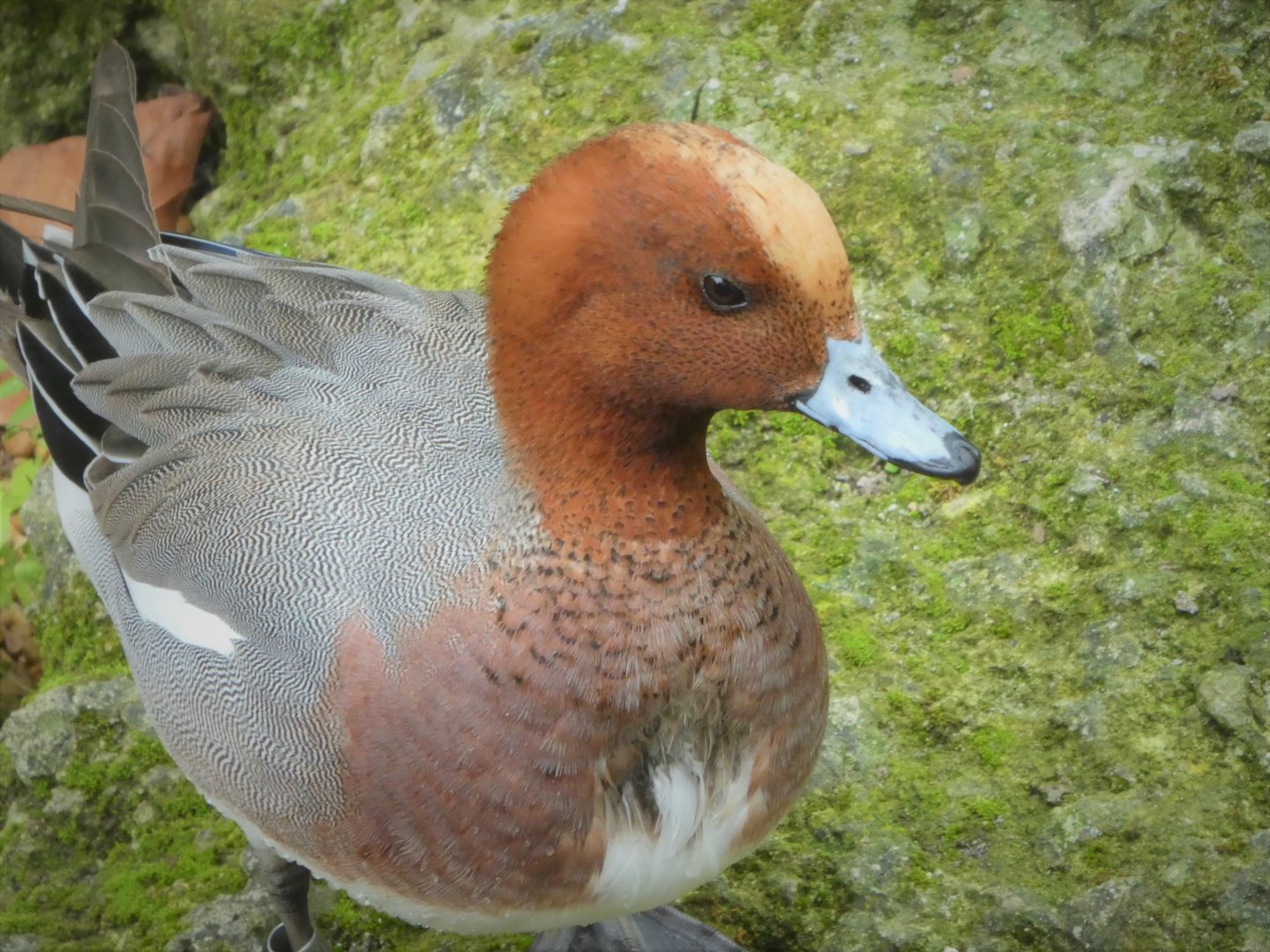 Asia - Wings of Asia - Eurasian Wigeon