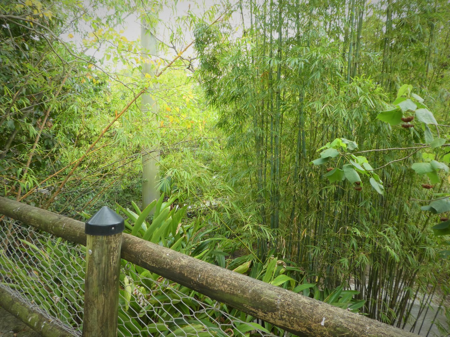 Asia - Wings of Asia - General View