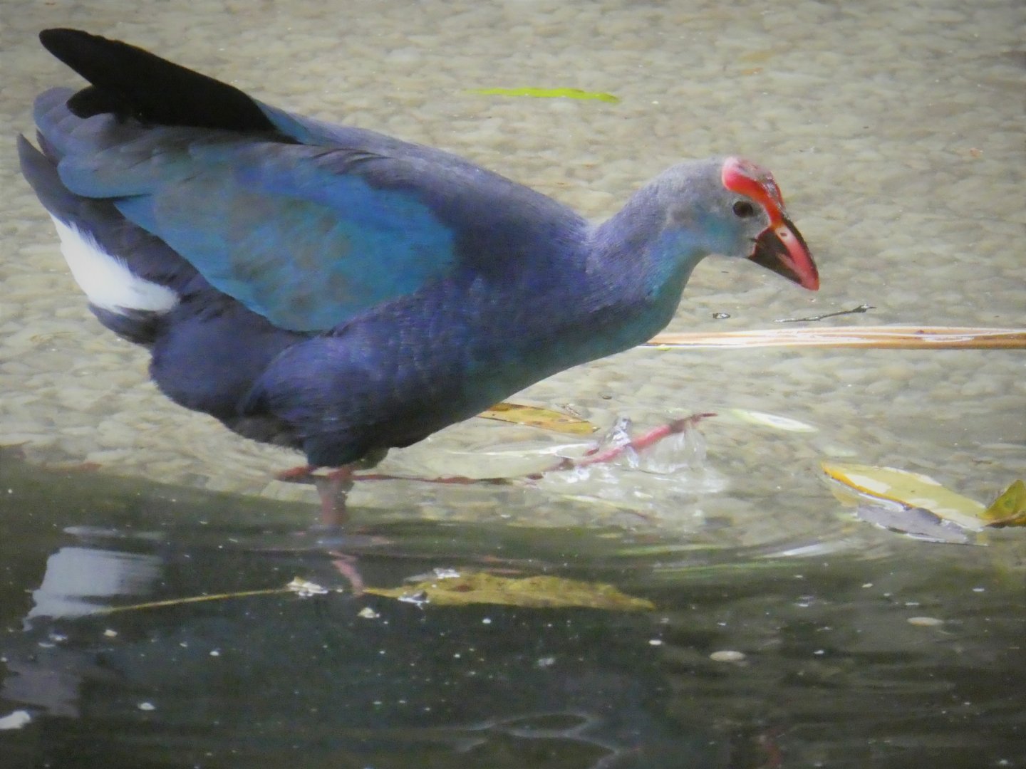 Asia - Wings of Asia - Gray-headed Swamphen