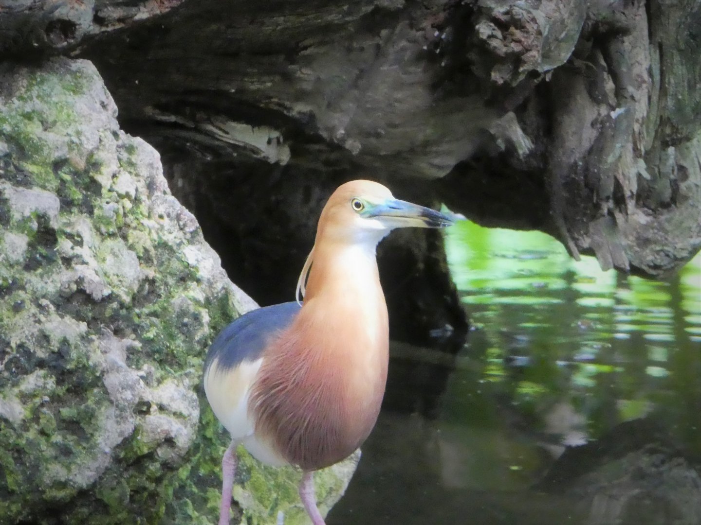 Asia - Wings of Asia - Javan Pond-Heron