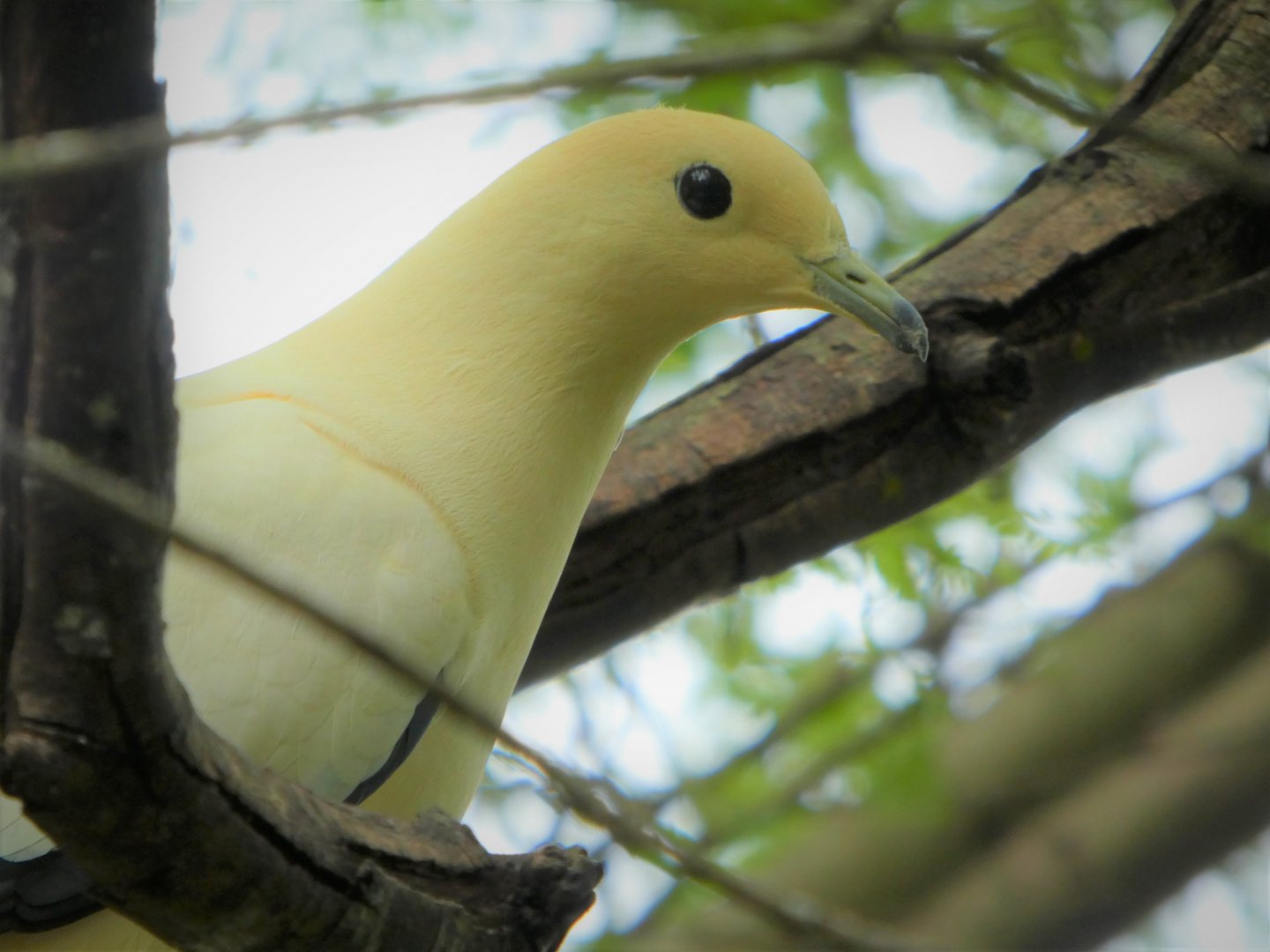 Asia - Wings of Asia - Pied Imperial Pigeon
