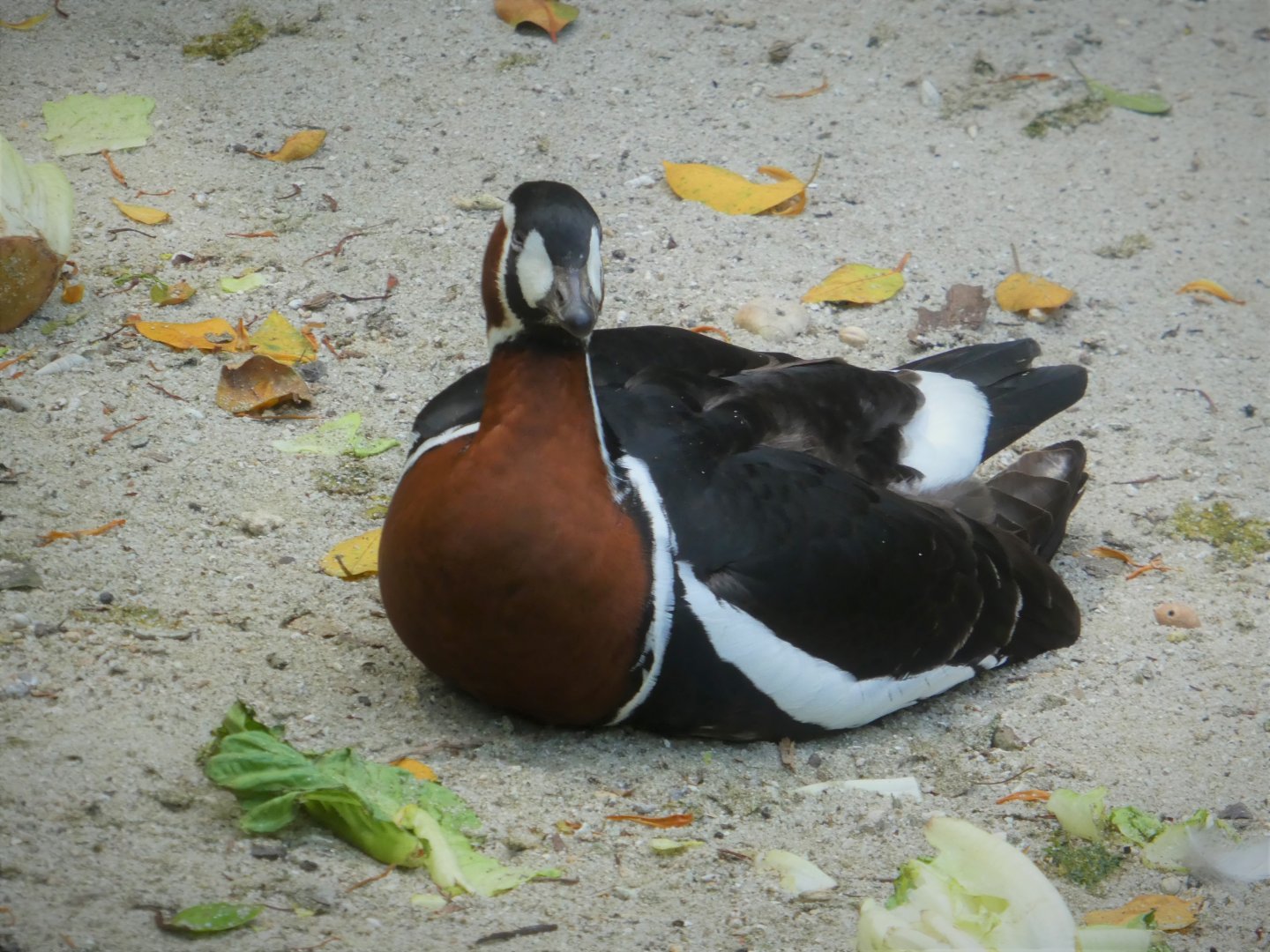 Asia - Wings of Asia - Red-breasted Goose