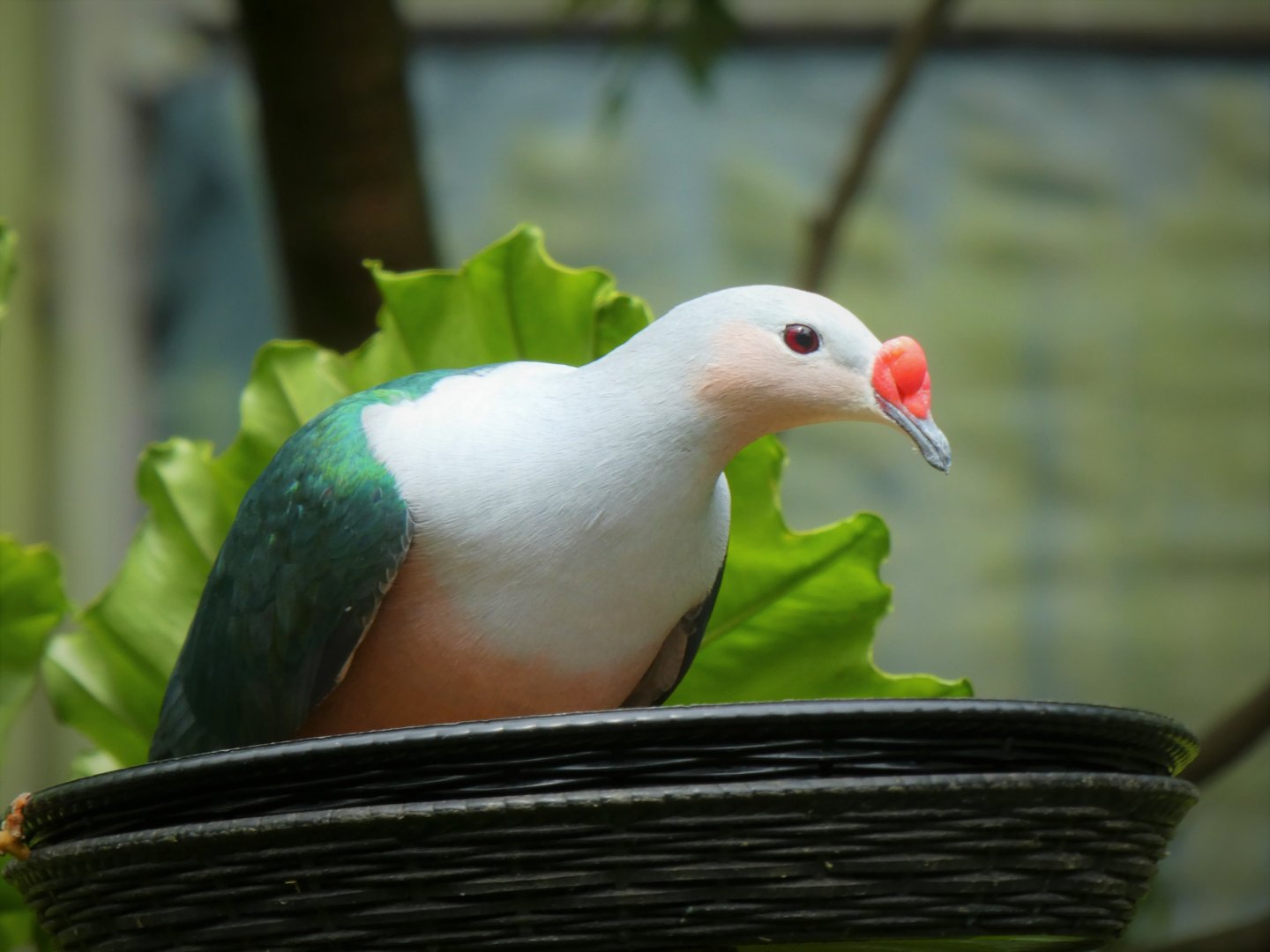 Asia - Wings of Asia - Red-knobbed Imperial Pigeon