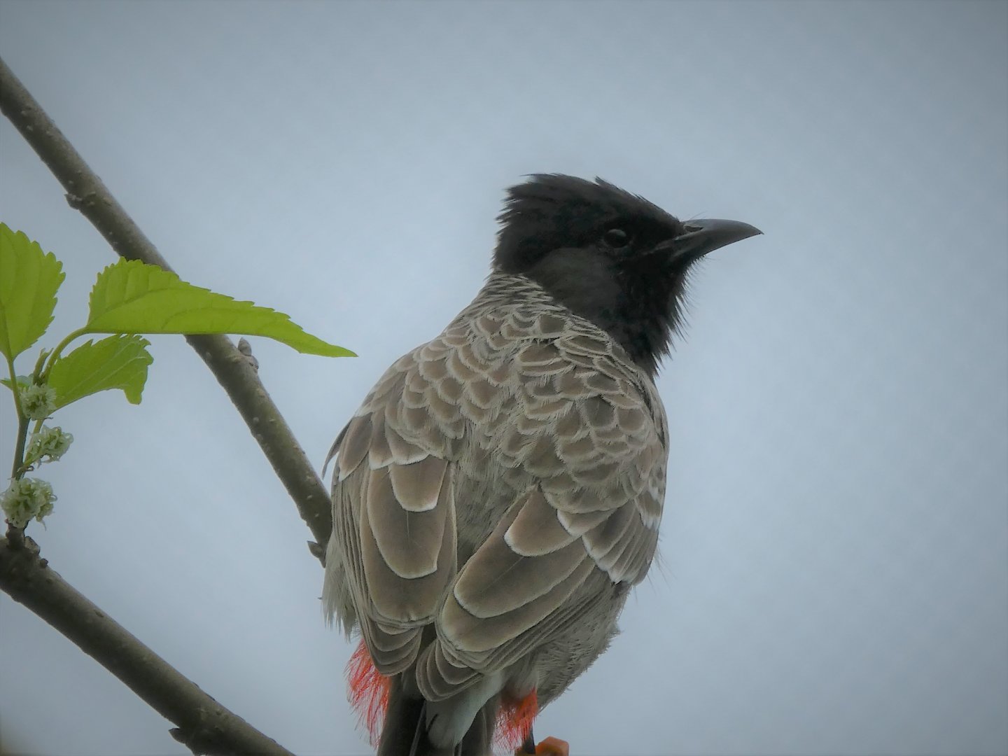 Asia - Wings of Asia - Red-vented Bulbul