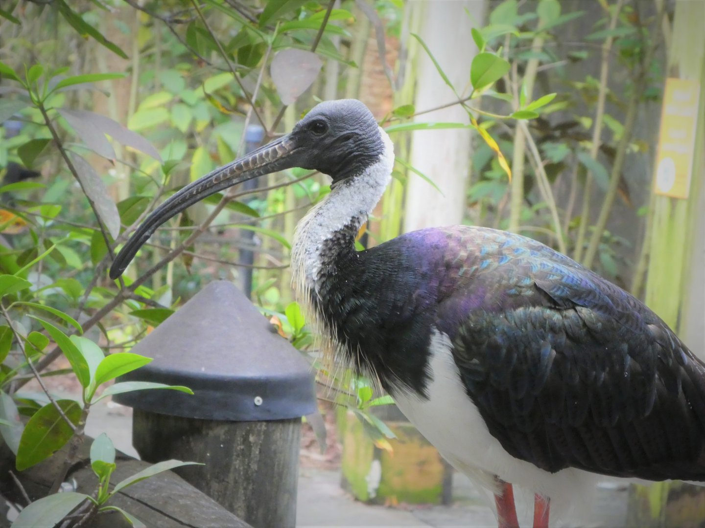 Asia - Wings of Asia - Straw-necked Ibis