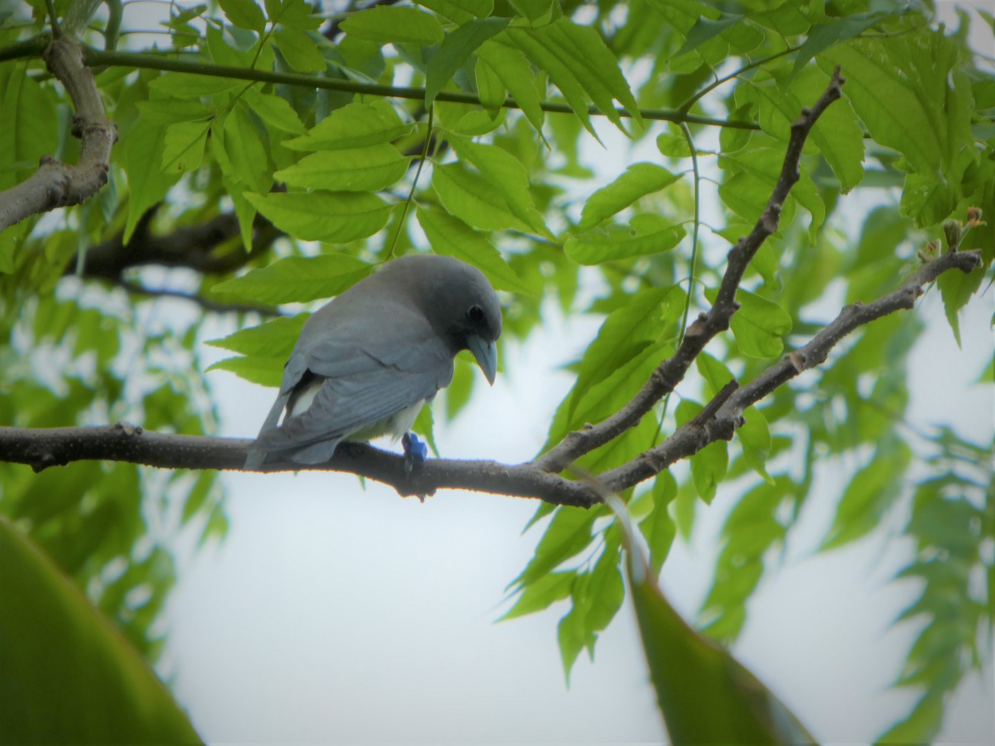 Asia - Wings of Asia - White-breasted Woodswallow