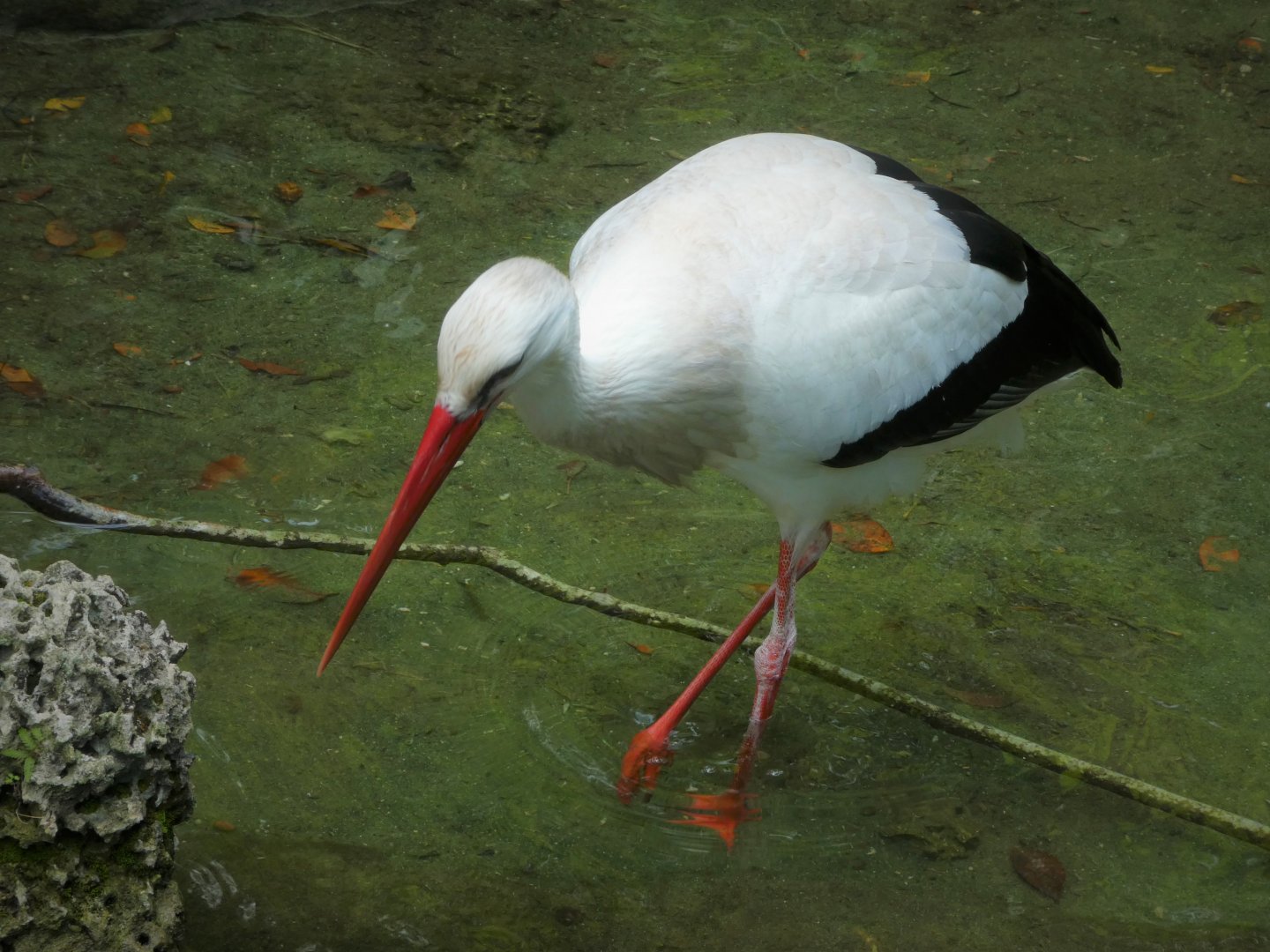 Asia - Wings of Asia - White Stork
