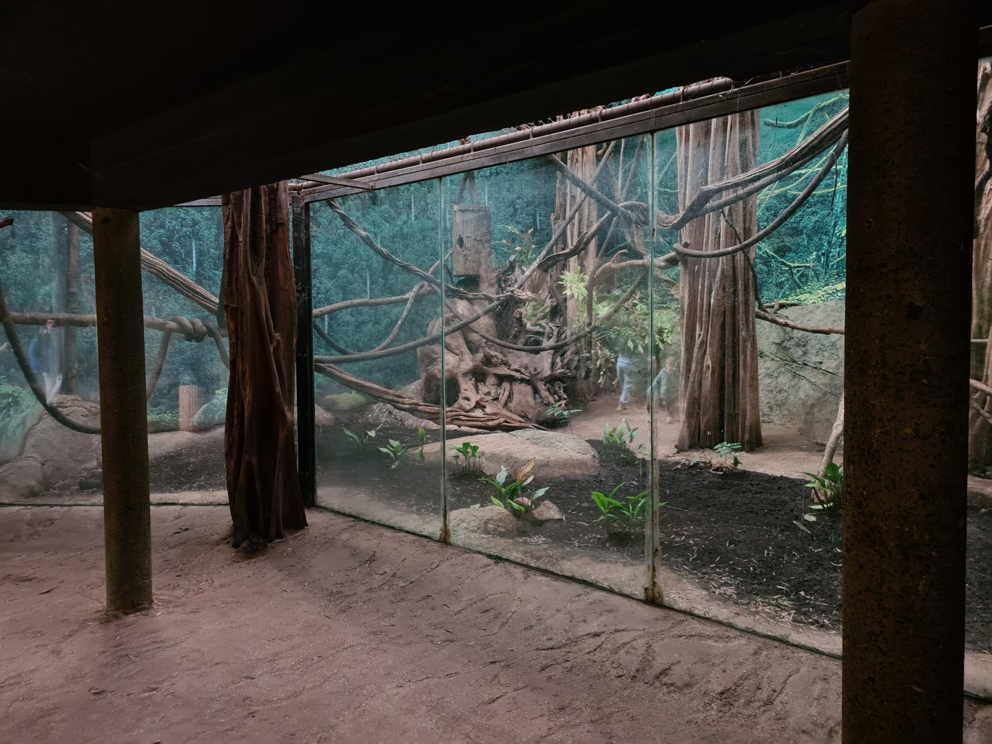 Asia - Wreathed hornbill enclosure in Taman Indah (bottom view)