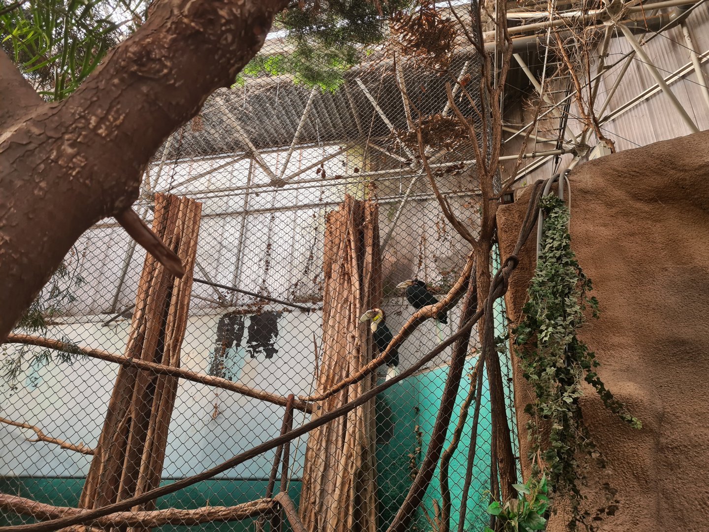 Asia - Wreathed hornbill enclosure in Taman Indah (top view)