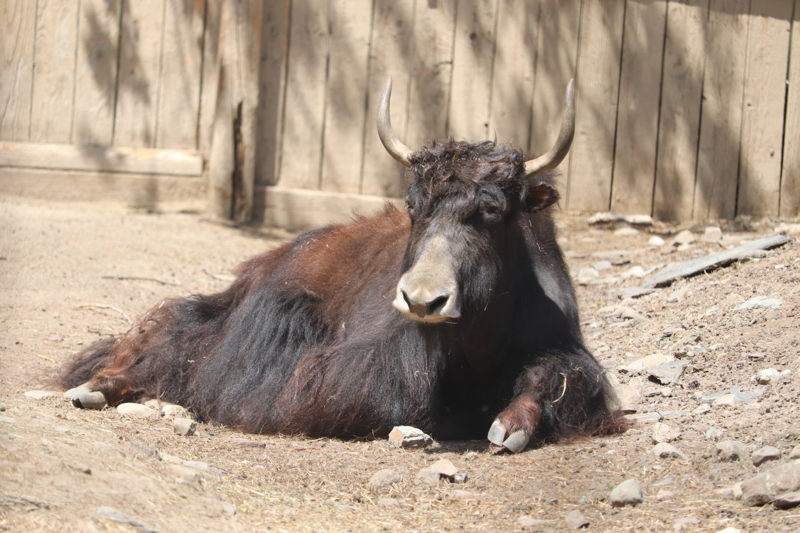 Asia - Yak