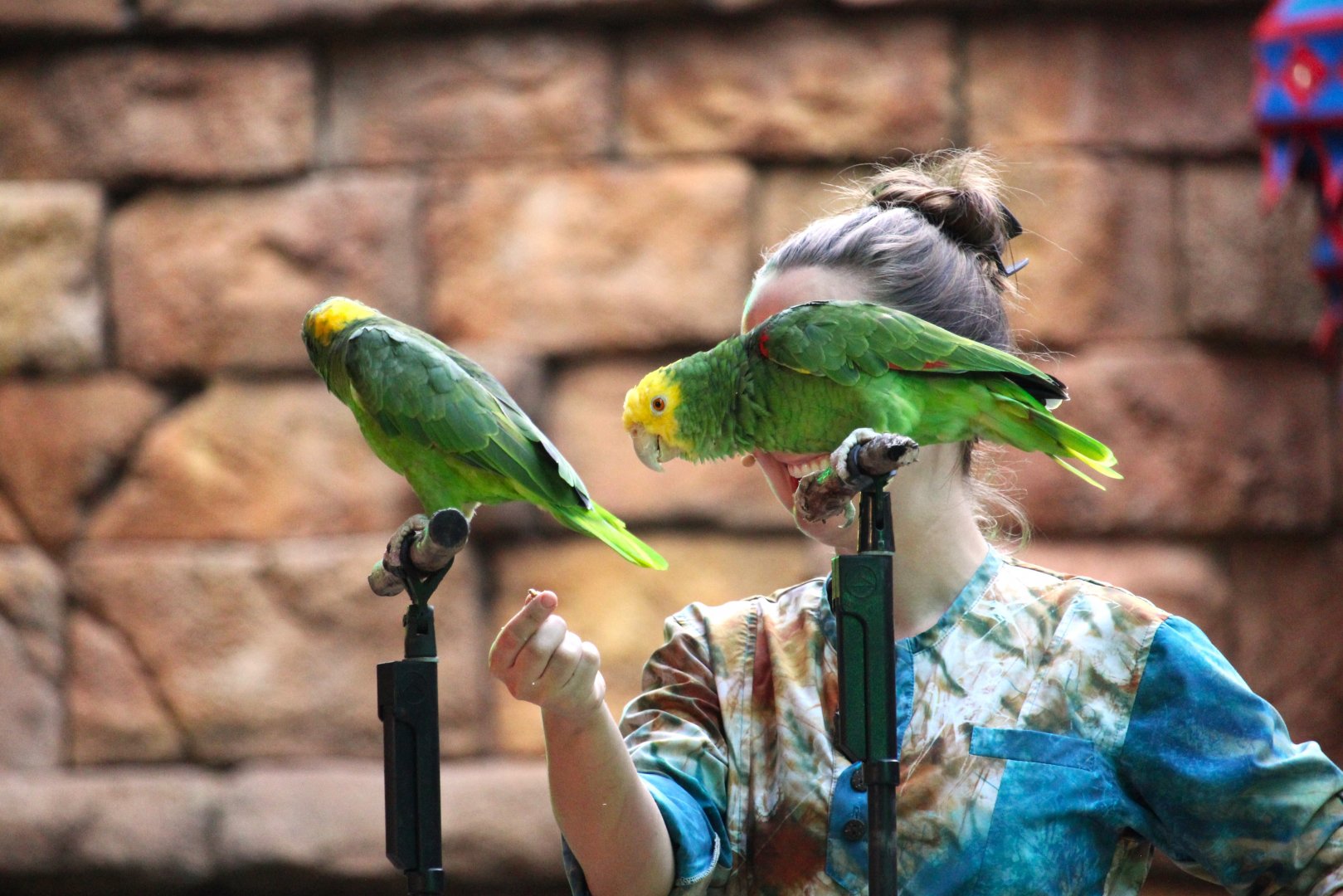 Asia - Yellow-naped Amazon and Yellow-headed Amazon