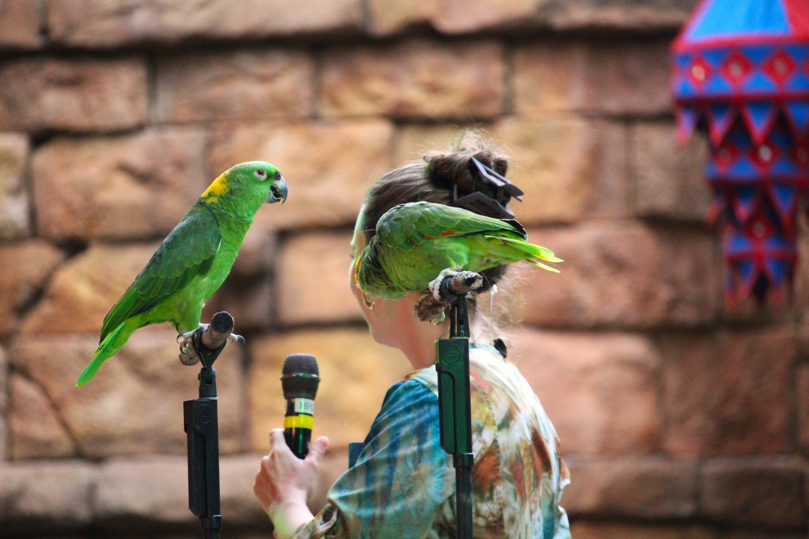 Asia - Yellow-naped Amazon and Yellow-headed Amazon