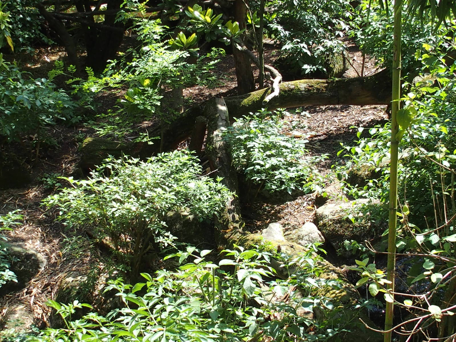 Asia zone red panda enclosure
