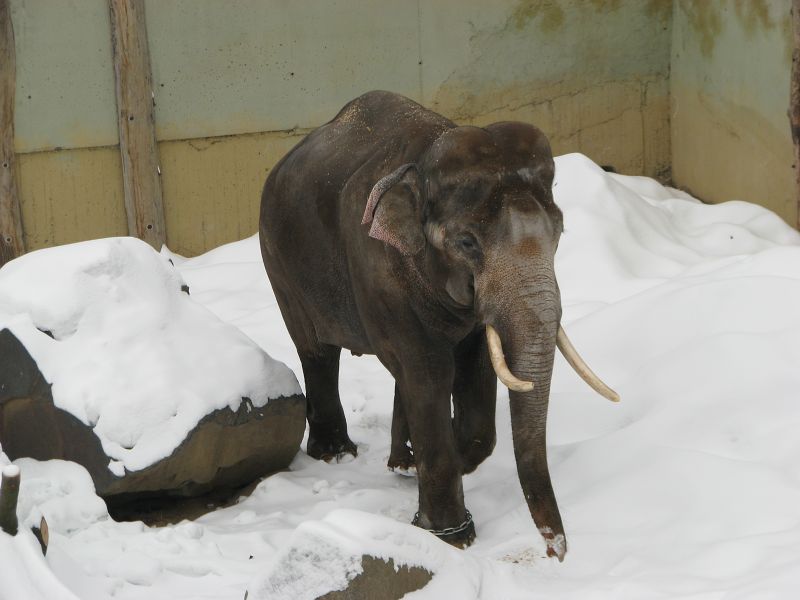 Asial elephant bull Mekong
