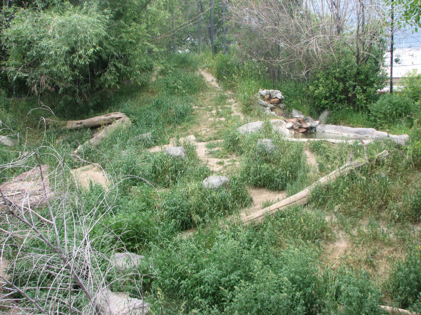 Asian Adventure - Amur Tiger Exhibit