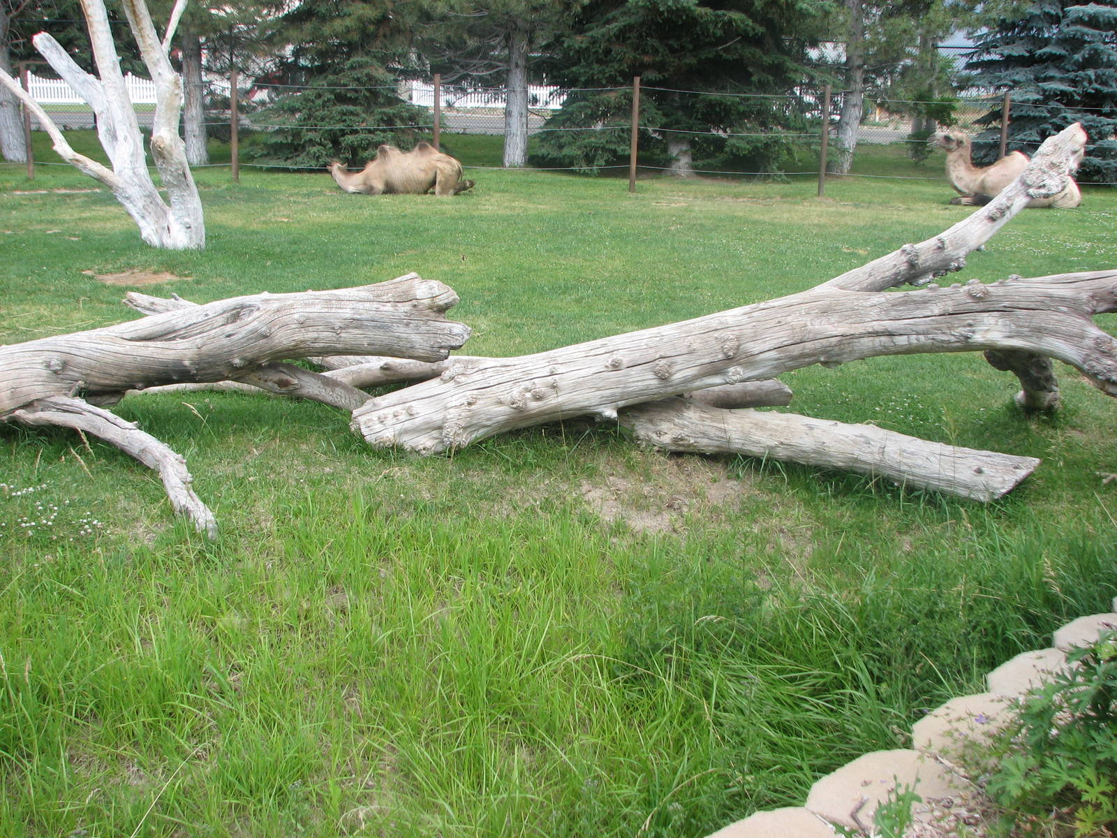 Asian Adventure - Bactrian Camel Exhibit