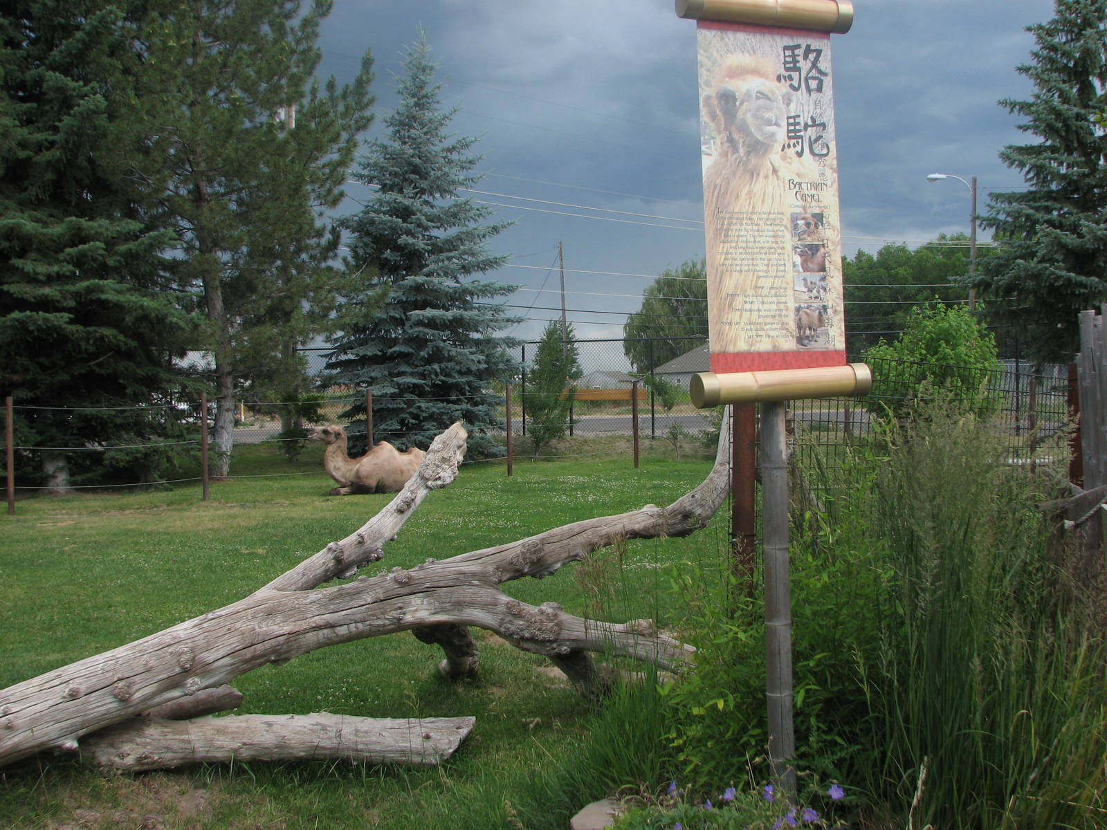 Asian Adventure - Bactrian Camel Exhibit