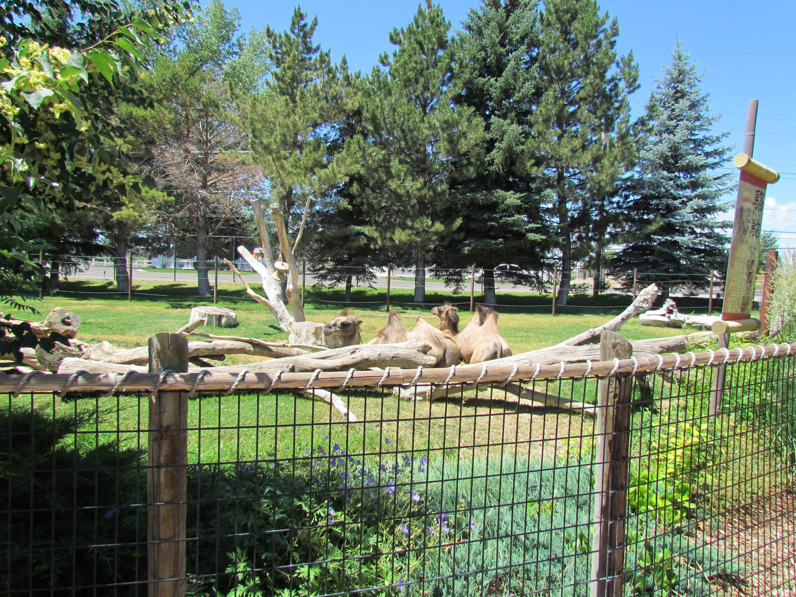 Asian Adventure - Bactrian Camel Exhibit