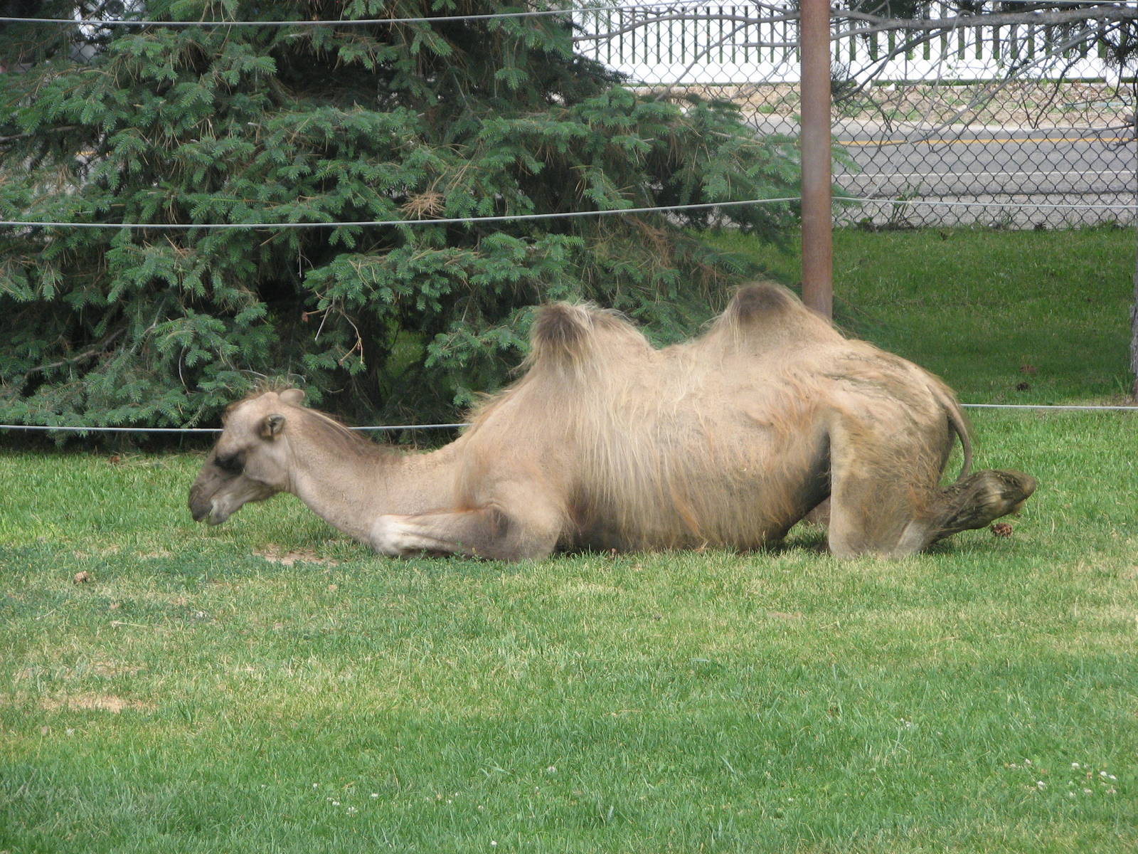 Asian Adventure - Bactrian Camel