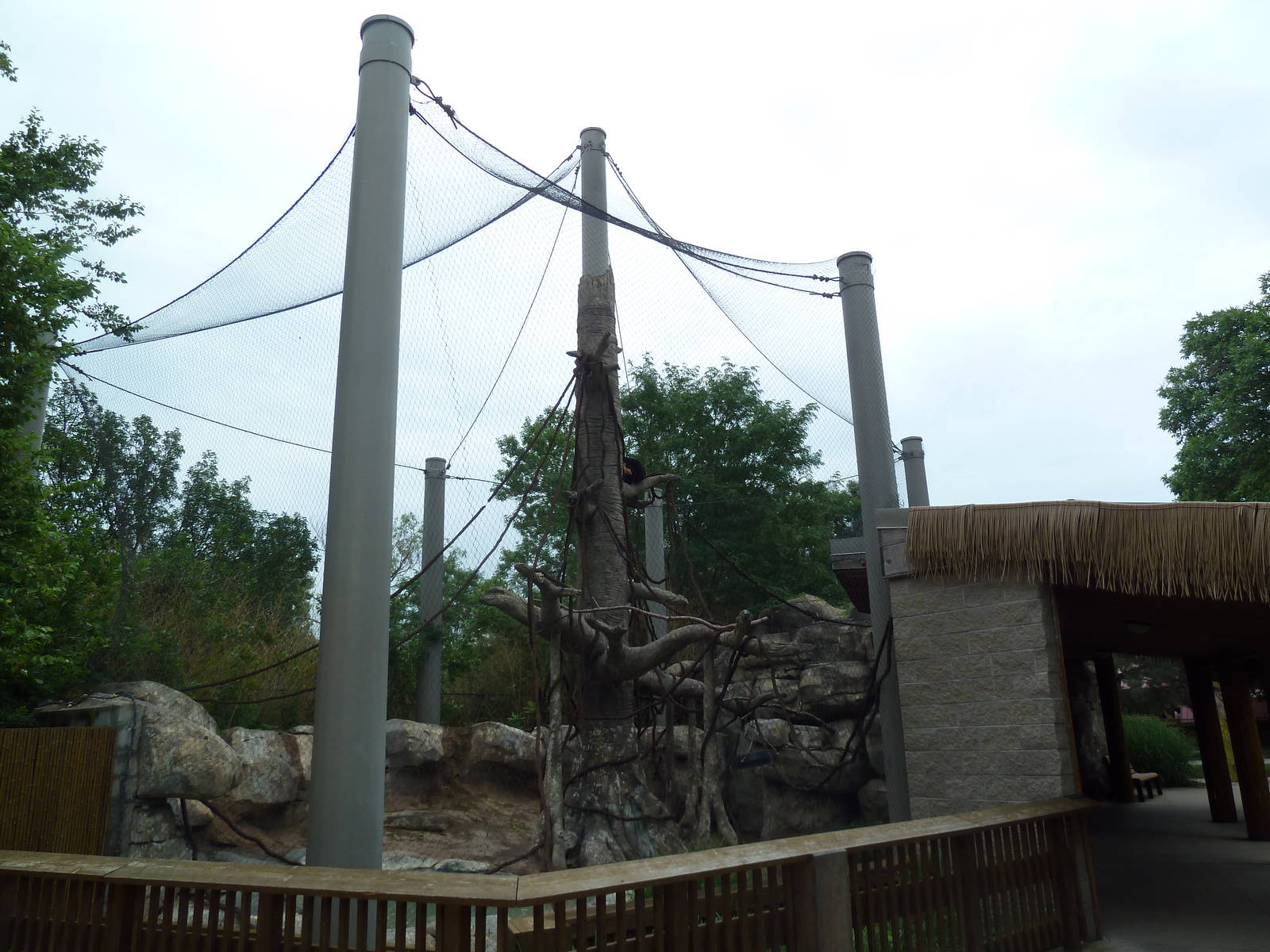 Asian Adventure - Buff-Cheeked Gibbon Exhibit