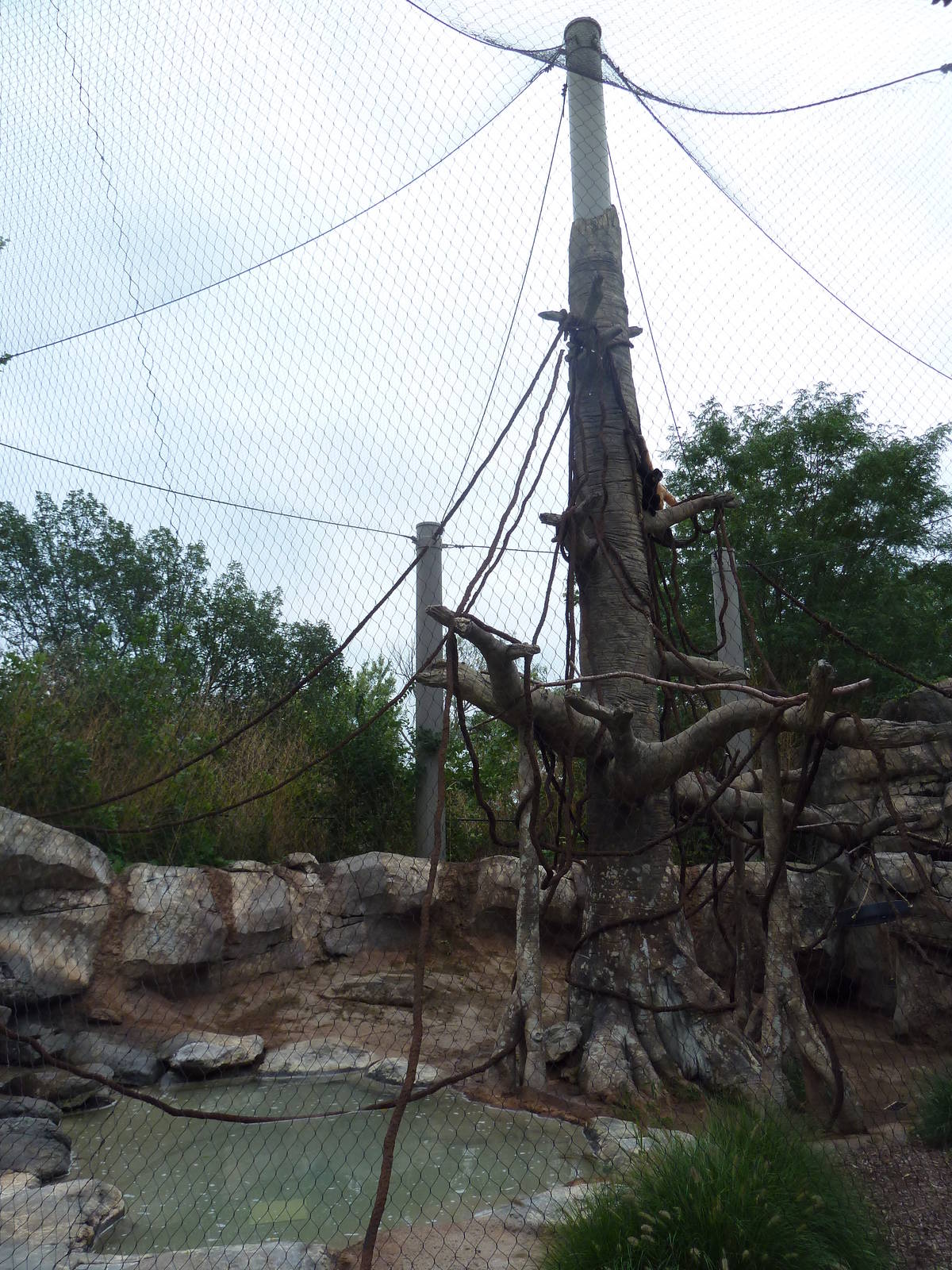 Asian Adventure - Buff-Cheeked Gibbon Exhibit