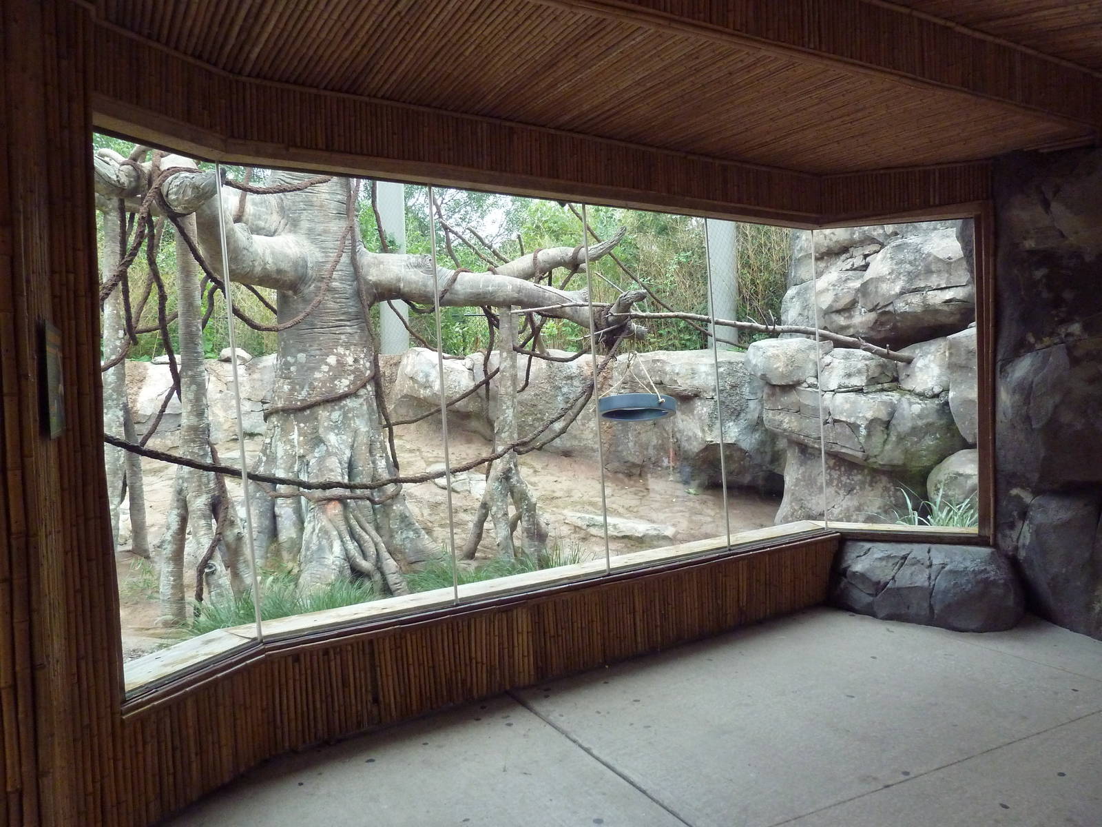 Asian Adventure - Buff-Cheeked Gibbon Exhibit