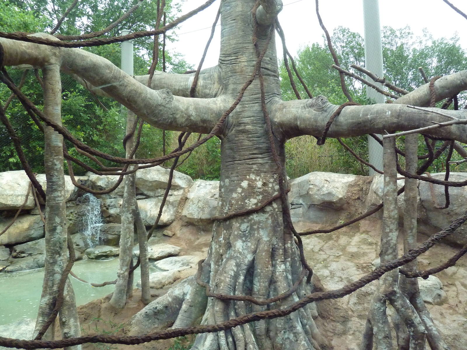 Asian Adventure - Buff-Cheeked Gibbon Exhibit