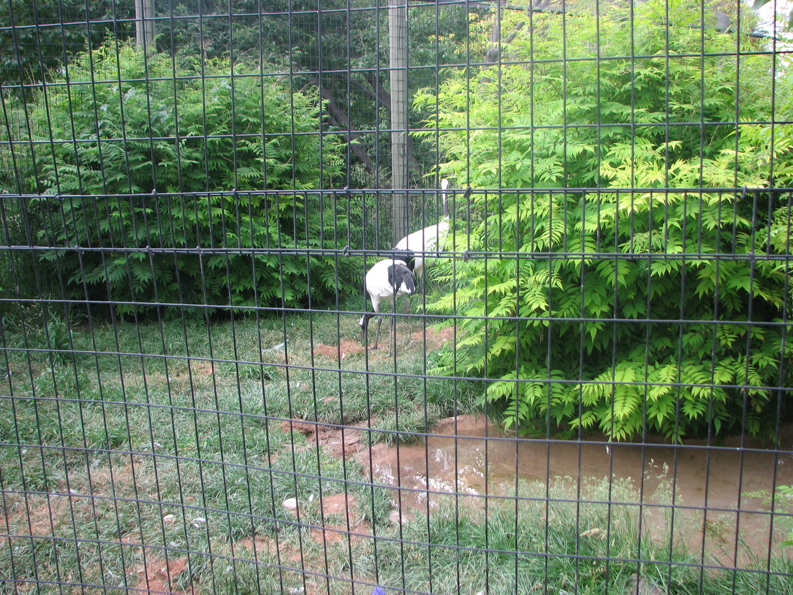 Asian Adventure - Red-crowned Crane Exhibit