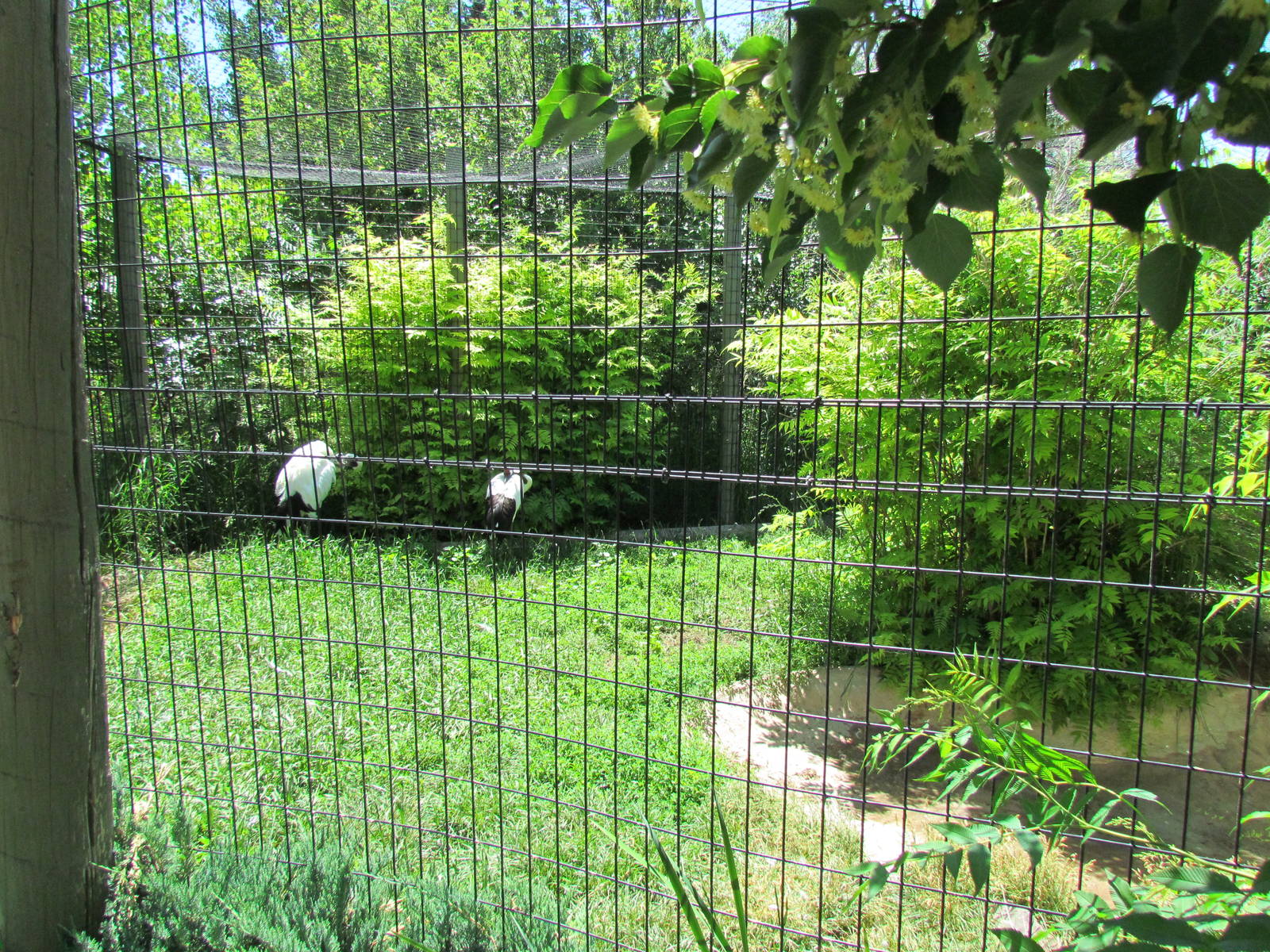 Asian Adventure - Red-crowned Crane Exhibit
