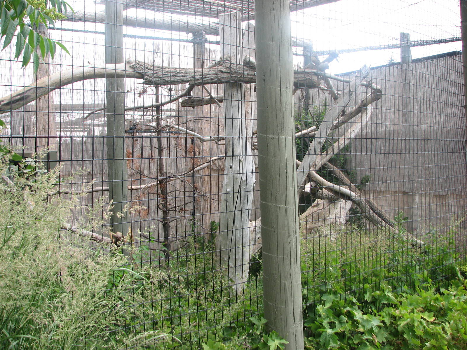 Asian Adventure - Red Panda Exhibit