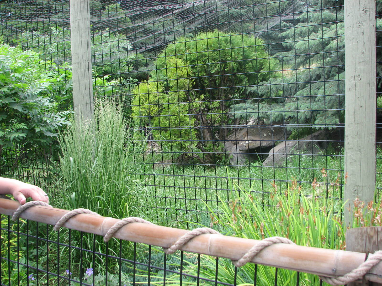 Asian Adventure - Snow Leopard Exhibit