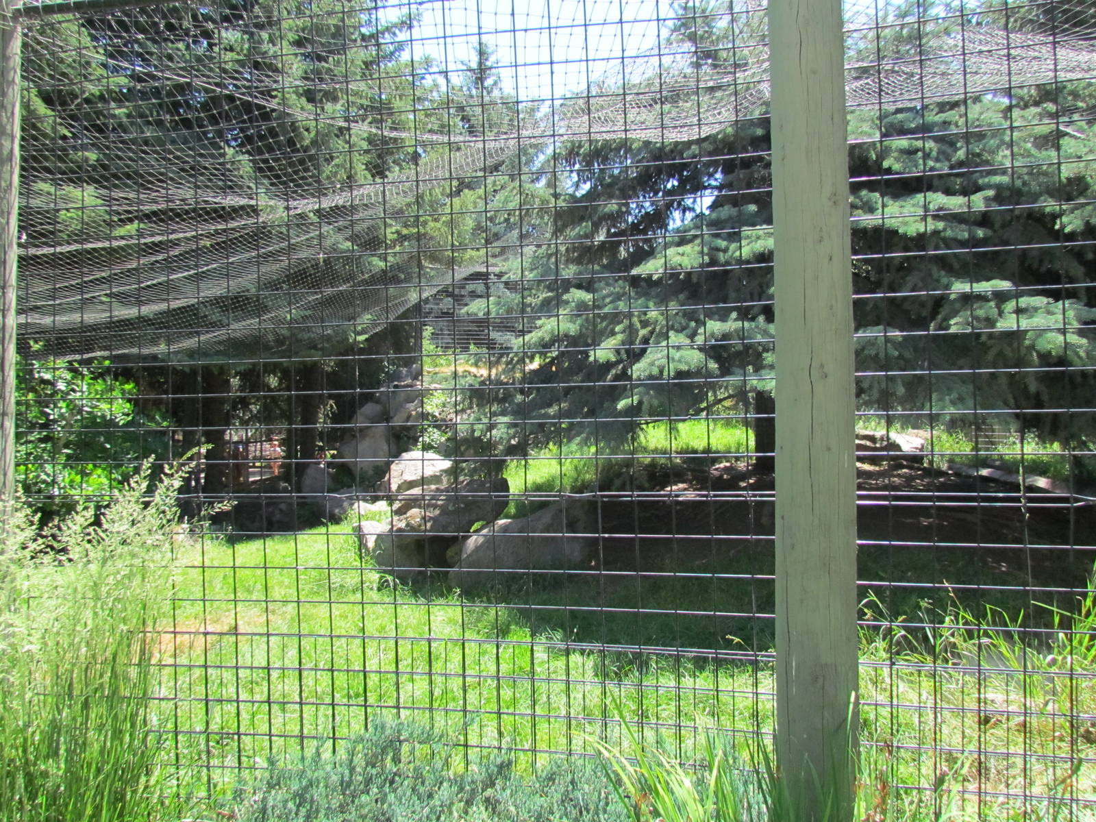 Asian Adventure - Snow Leopard Exhibit