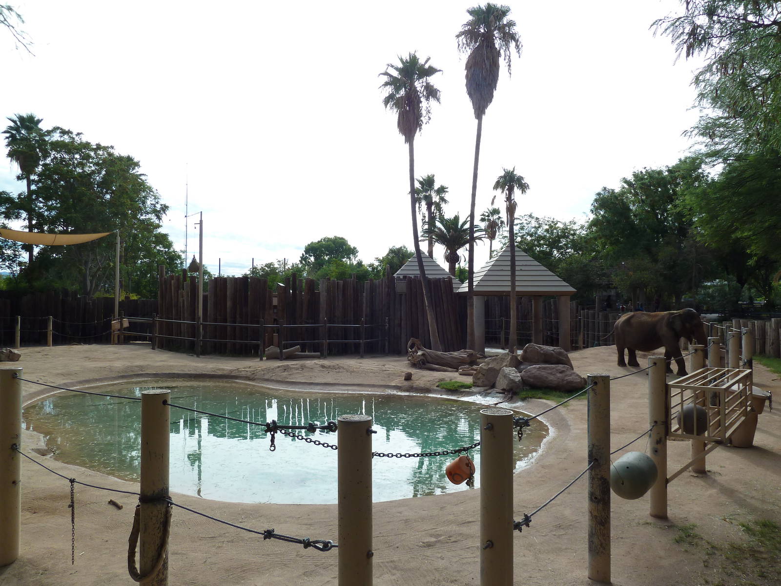 Asian + African Elephant Exhibit