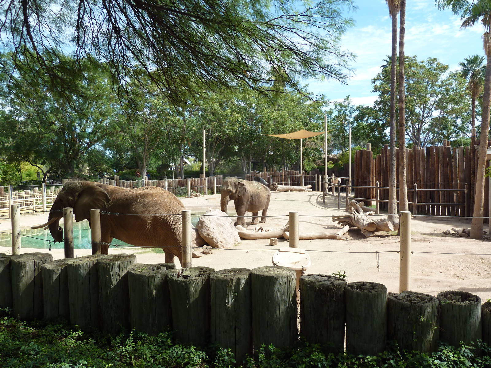 Asian + African Elephant Exhibit