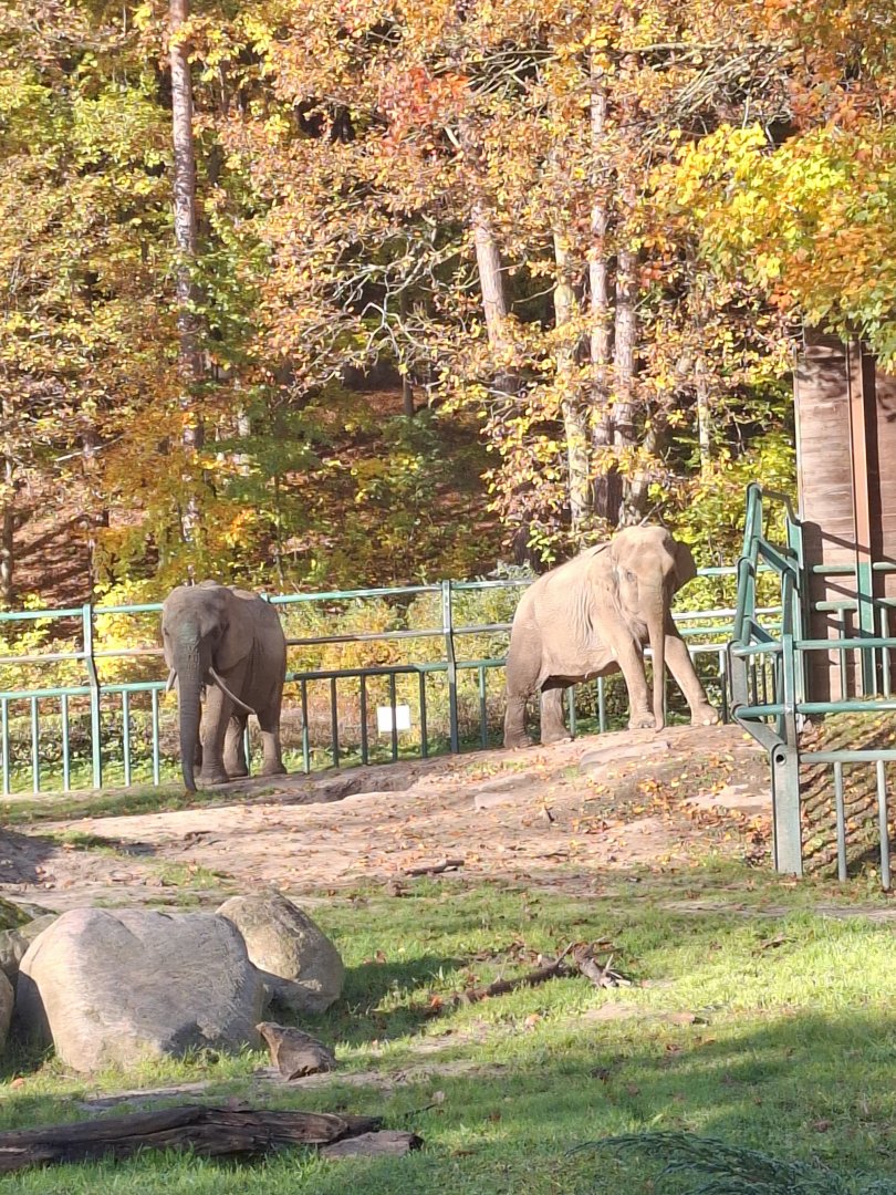Asian & African Elephant