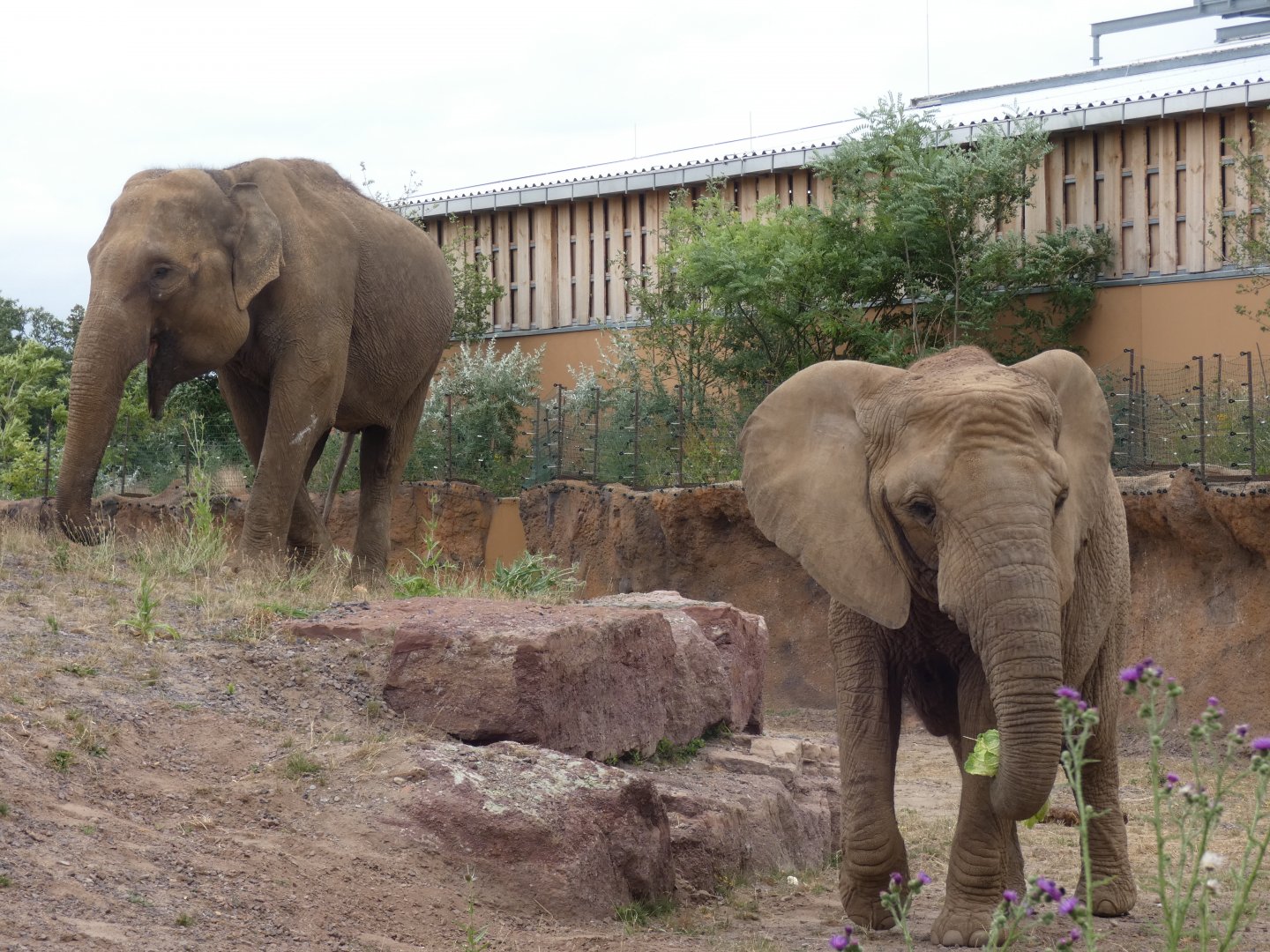 Asian and African Elephant