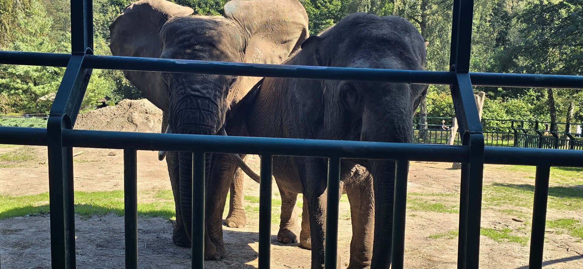 Asian and African elephants