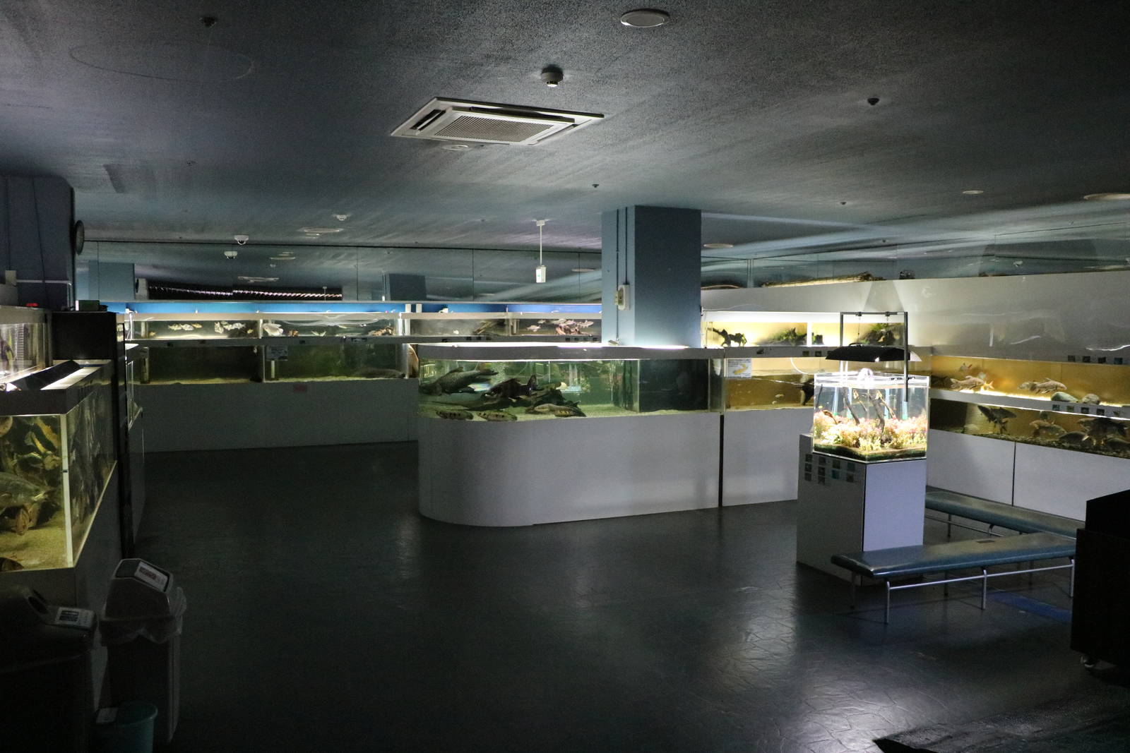 Asian and Australasian tanks - Tokyo Tower Aquarium, February 2016
