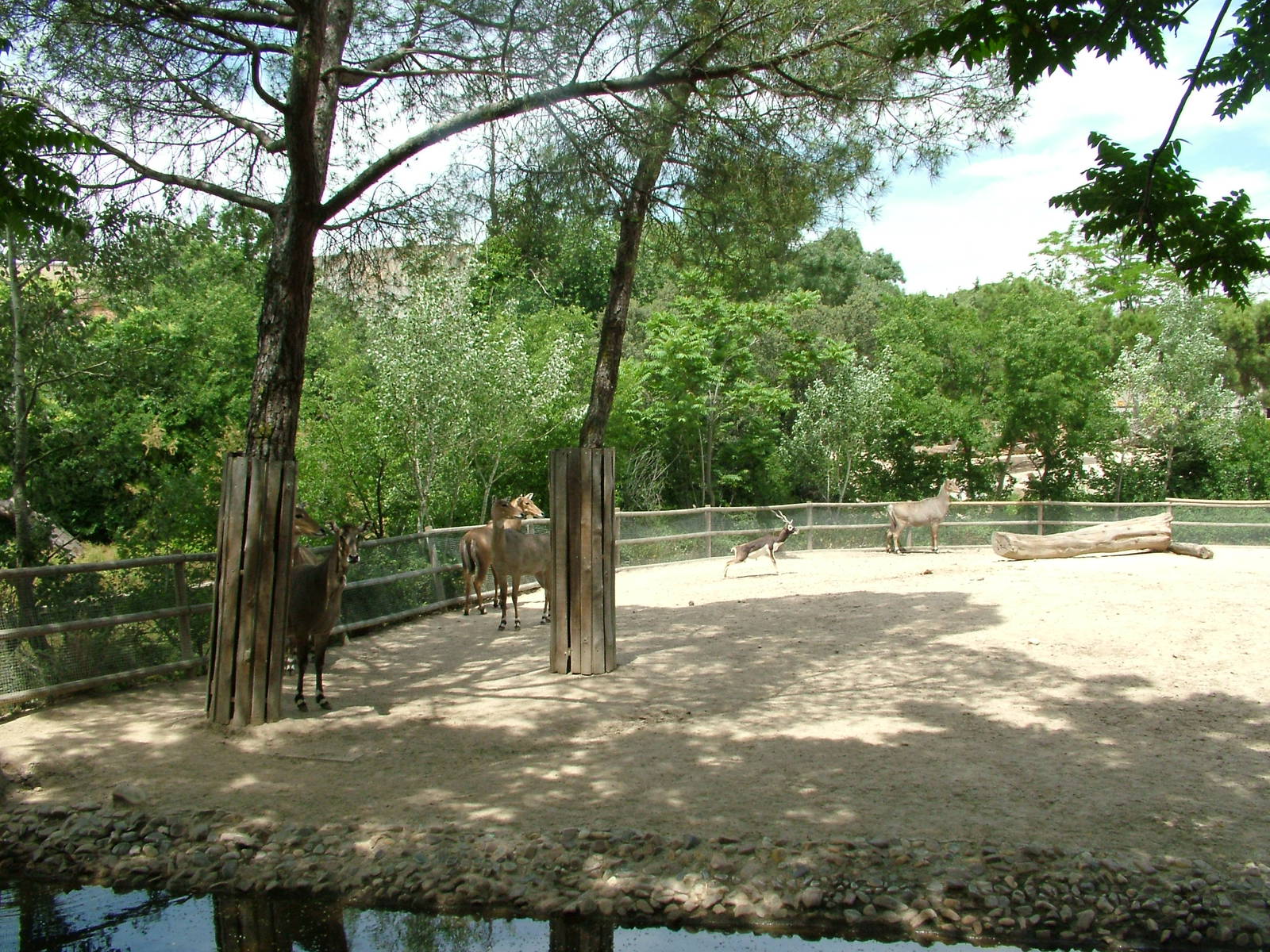 Asian Antelope Paddock at Madrid Zoo Aquarium, 26/05/11