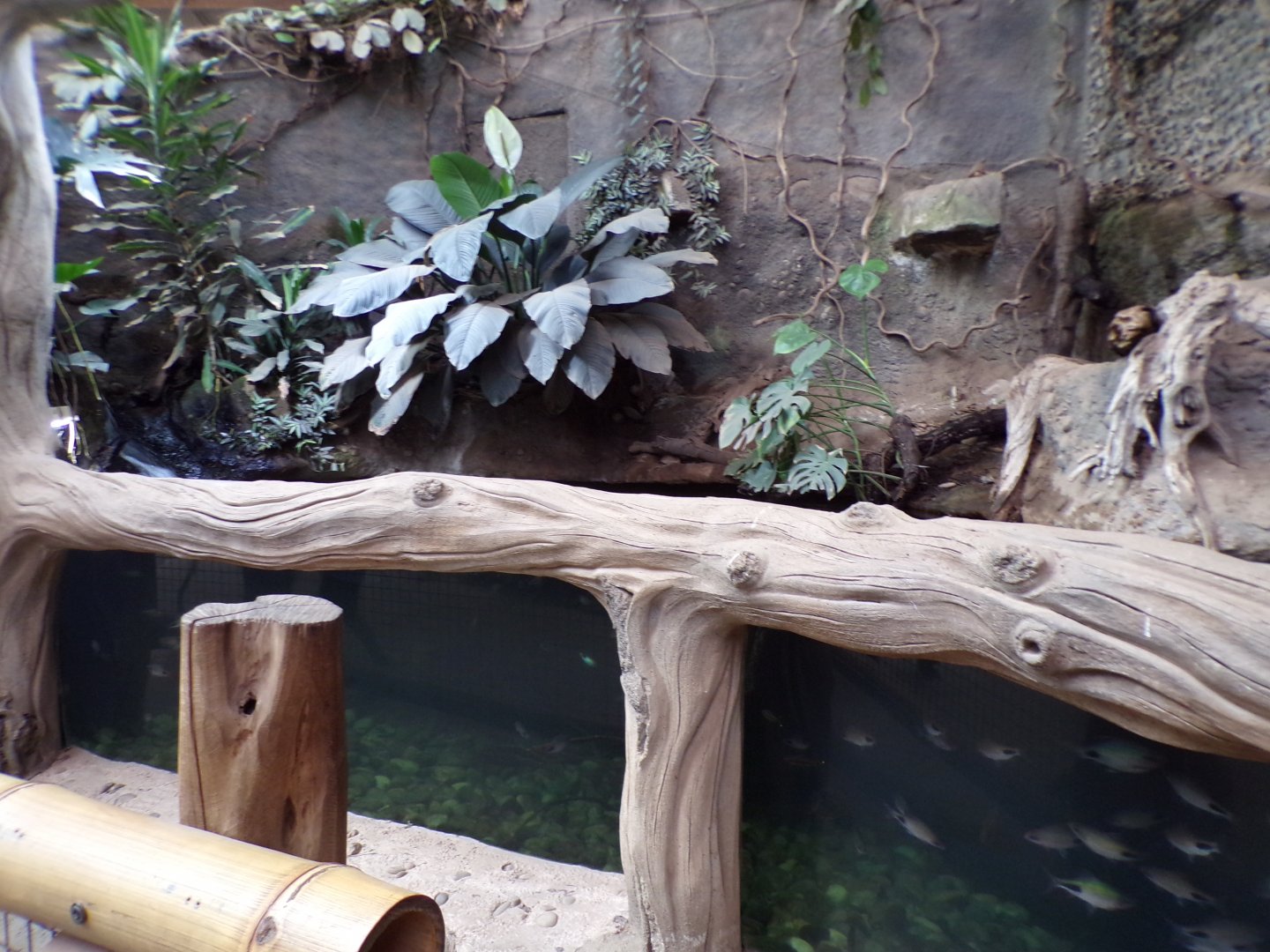 Asian aquarium 29.6.24