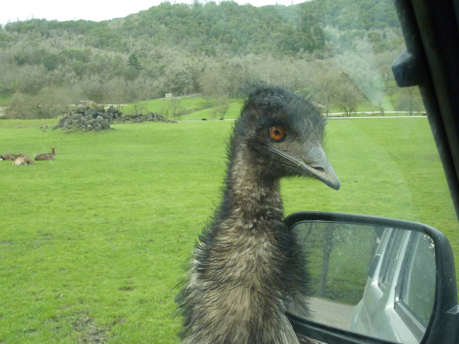 Asian Area - Emu