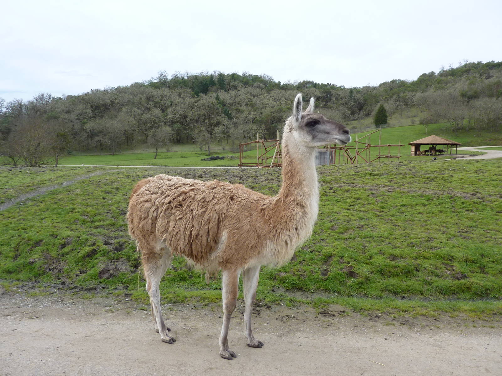 Asian Area - Guanaco