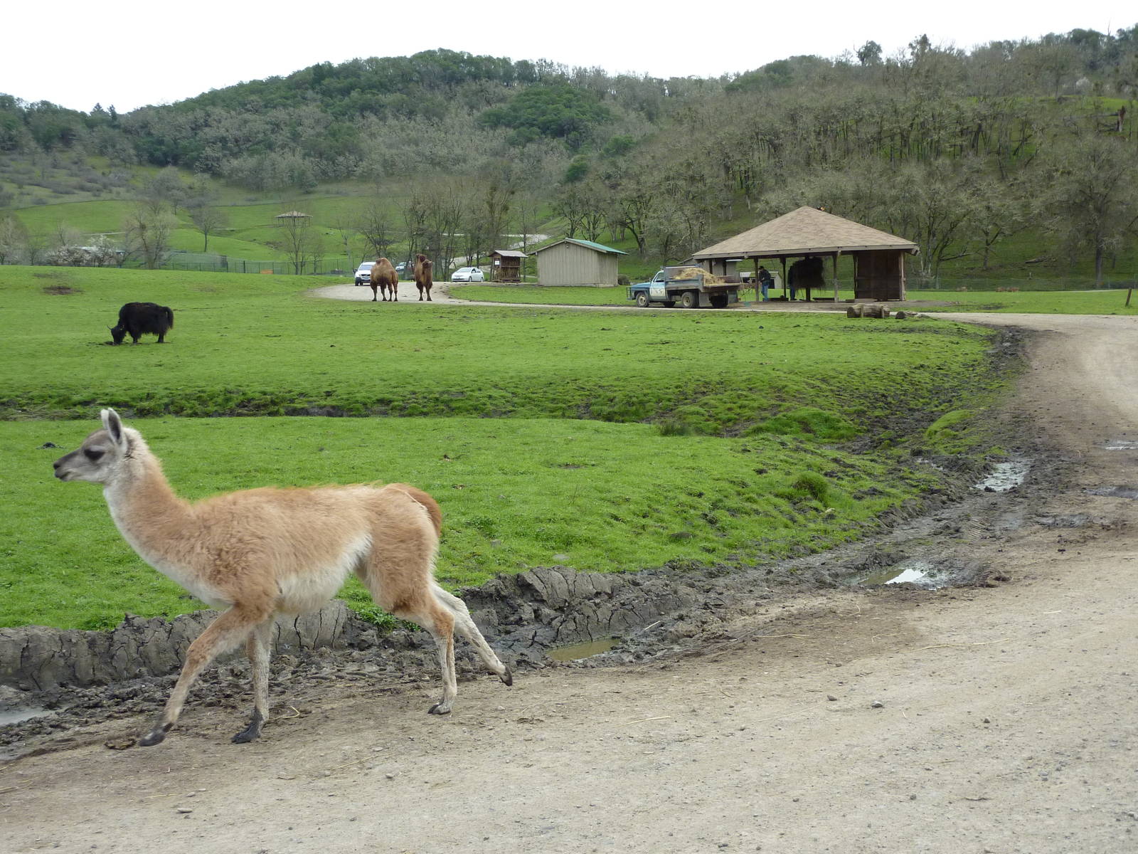Asian Area -Guanaco