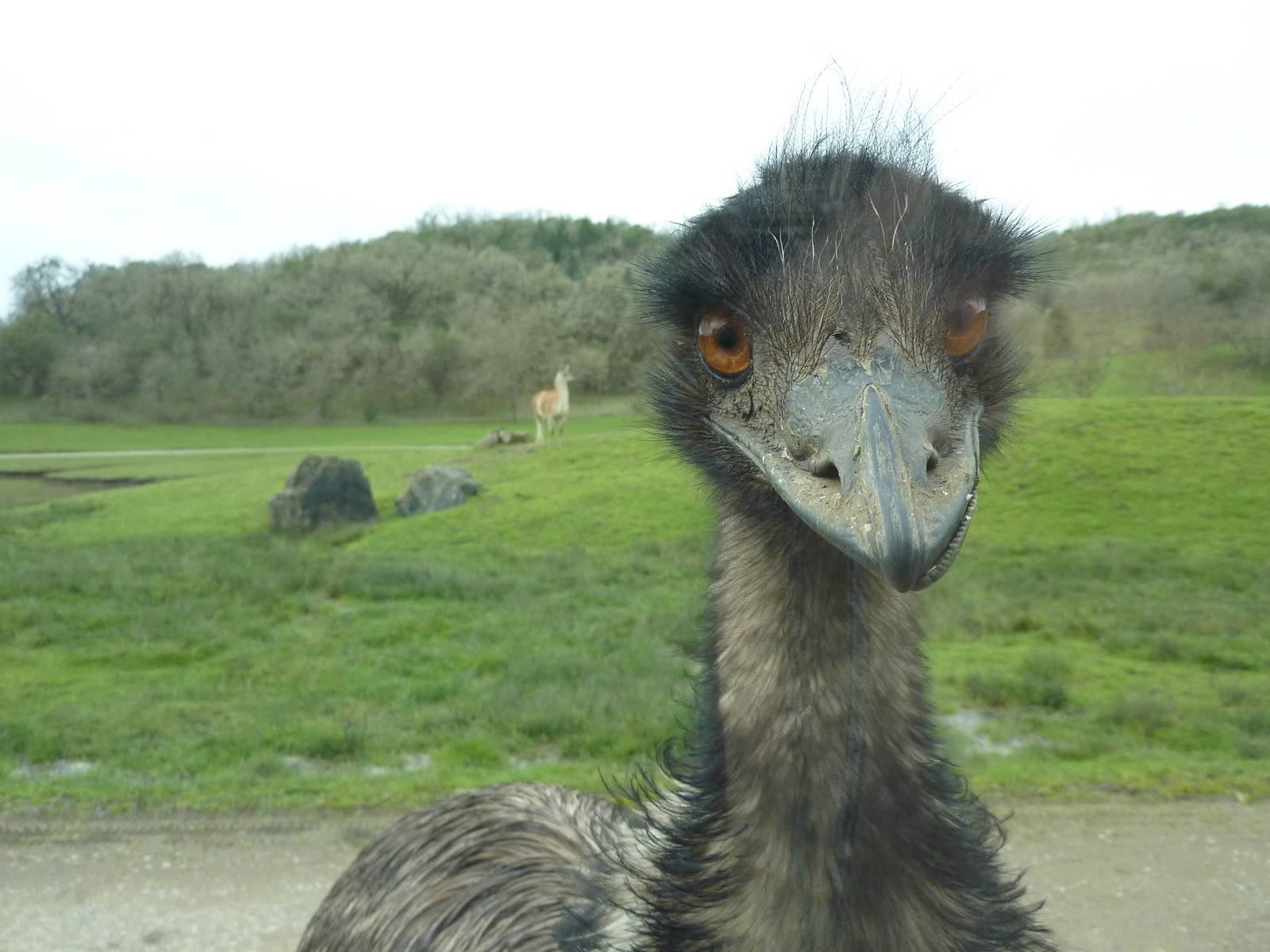 Asian Area - Inquisitive Emu